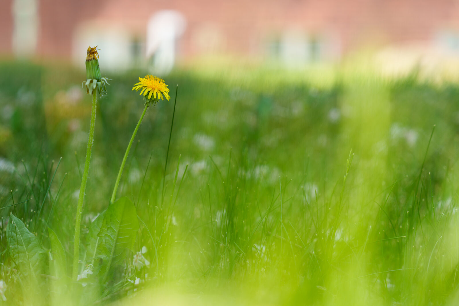 Sony a7R V sample photo. New flower field photography