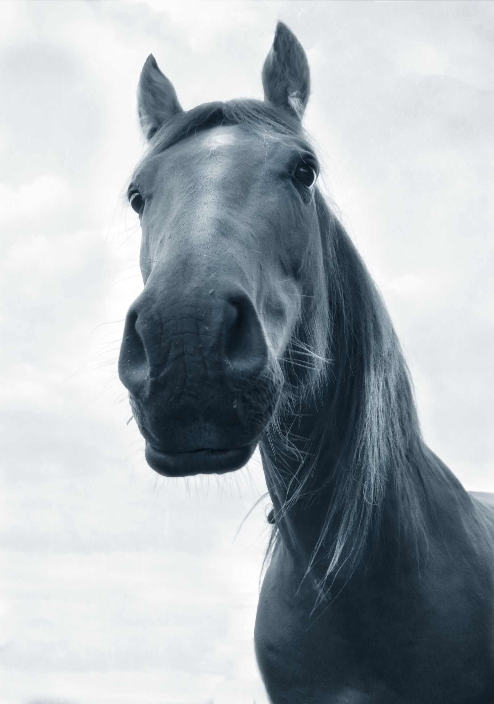 Canon EOS 760D (EOS Rebel T6s / EOS 8000D) sample photo. Horse, black and white photography