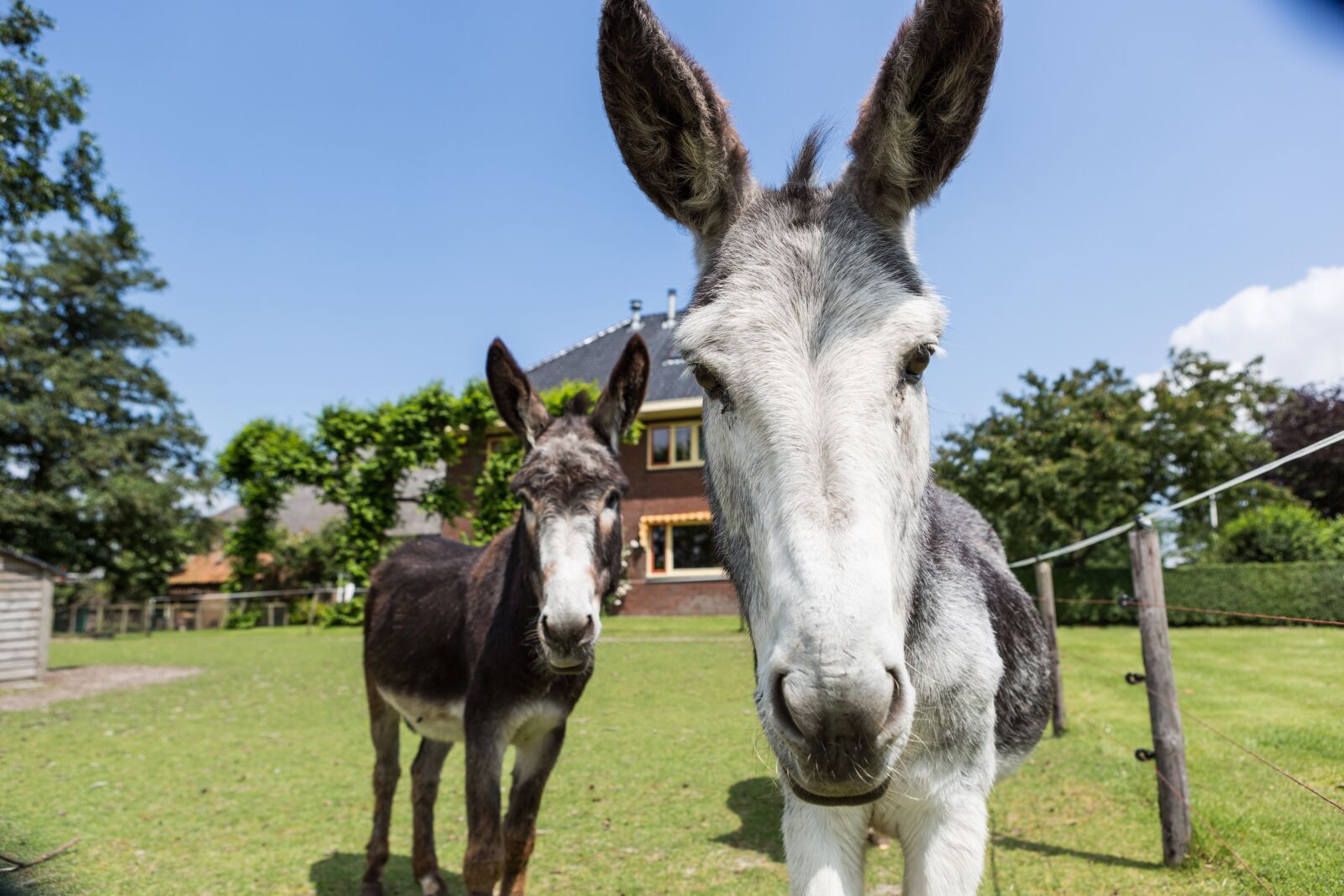 Canon EF 24-70mm F2.8L USM sample photo. Ass, grass, animals photography