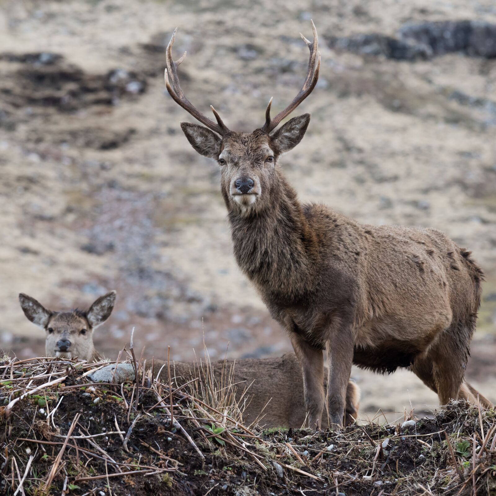 Nikon D810 sample photo. Stag, deer, animal photography