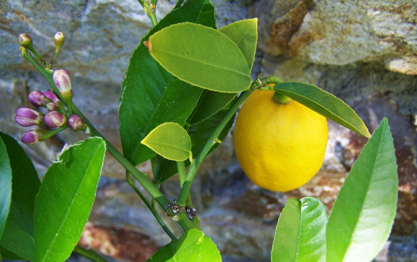 Kodak EASYSHARE ZD710 ZOOM DIGITAL CAMERA sample photo. Citron, lemon, yellow fruit photography