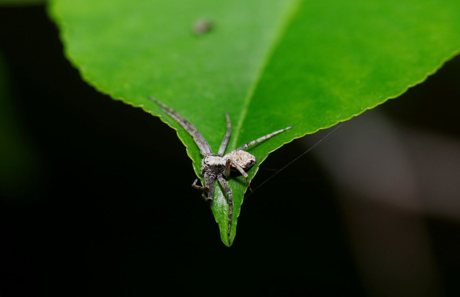 Canon EOS 80D sample photo. Spider, forest, cobweb photography