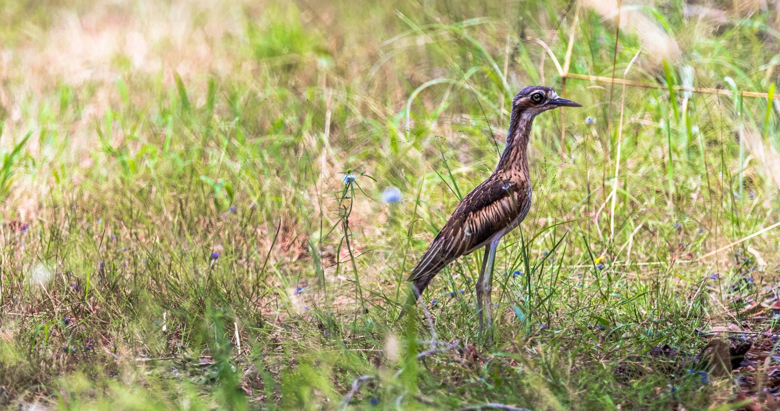 Tamron SP 150-600mm F5-6.3 Di VC USD G2 sample photo. Bird, curlew, wildlife photography
