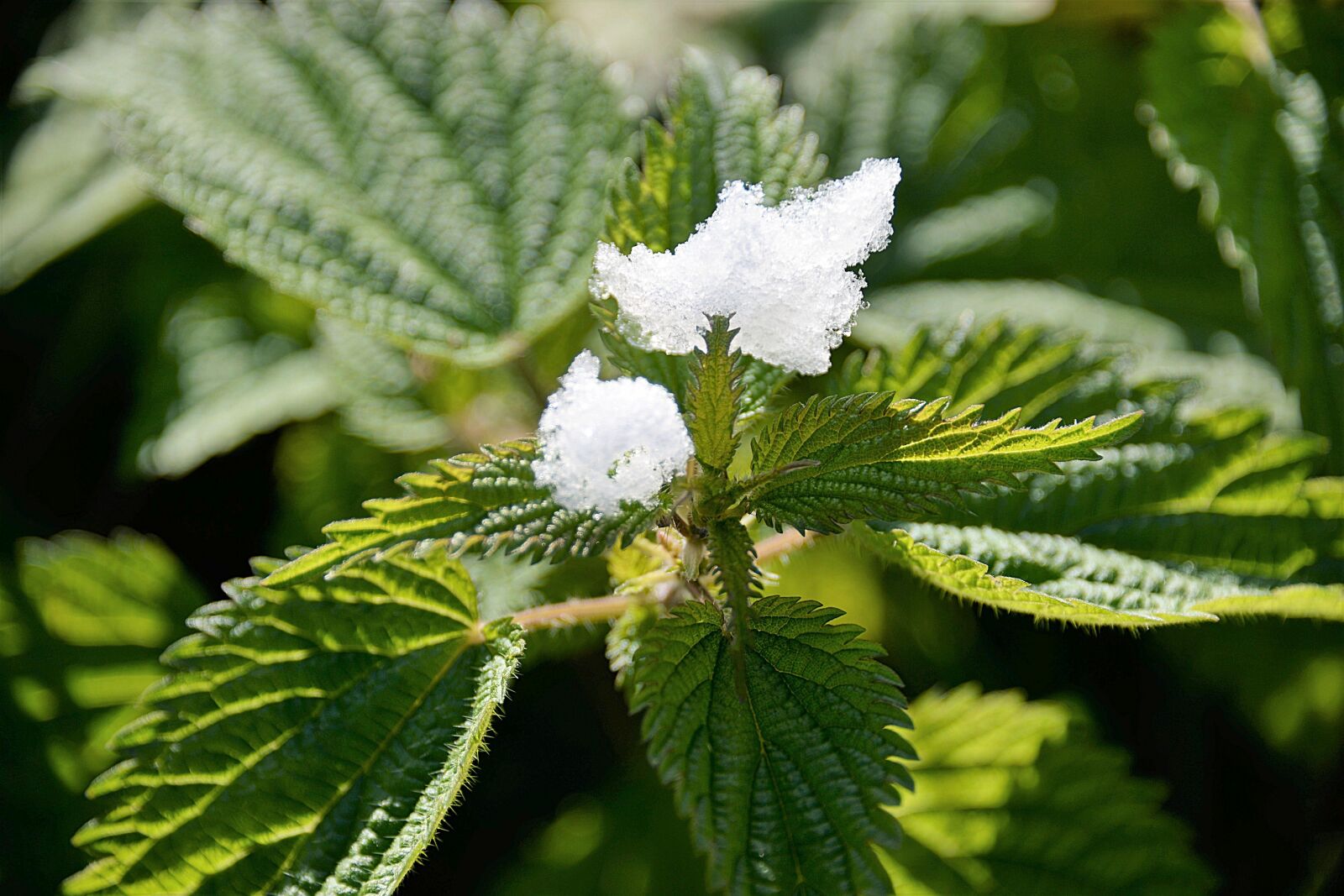 Nikon D610 sample photo. Stinging nettle, schneehauberl, green photography