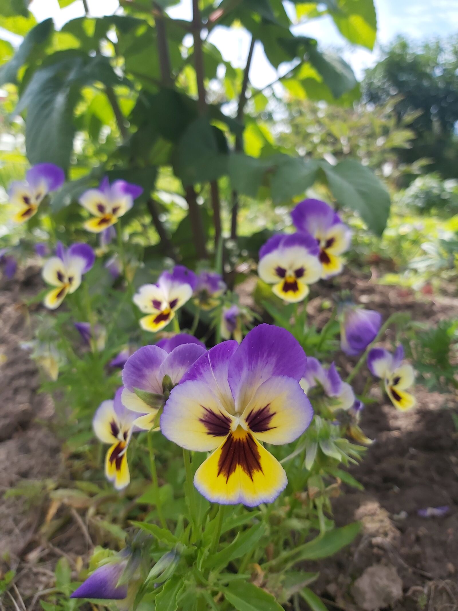 Samsung Galaxy A70 sample photo. Pansy, plants, violet photography