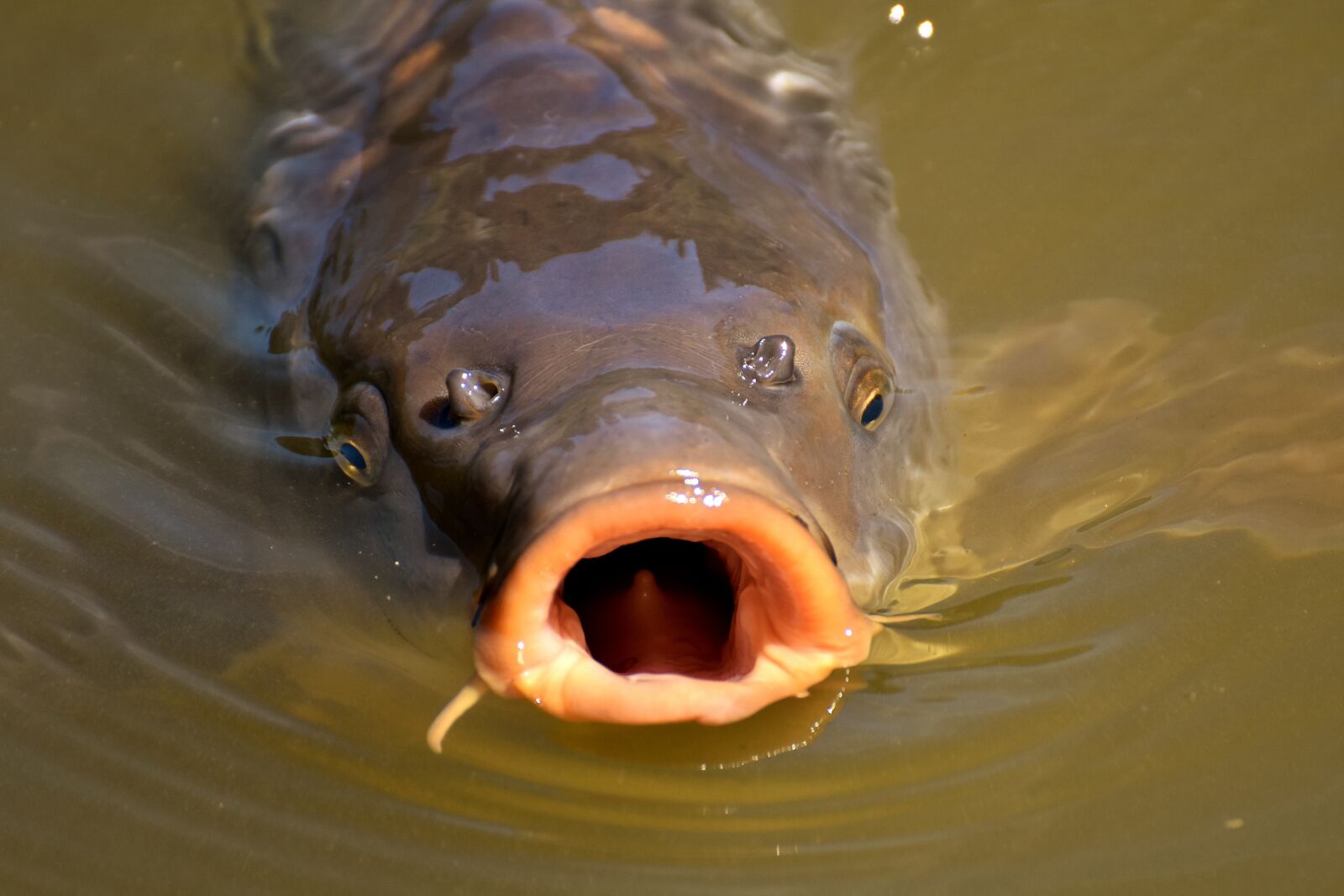 Nikon D7200 sample photo. Carp, fish, water photography