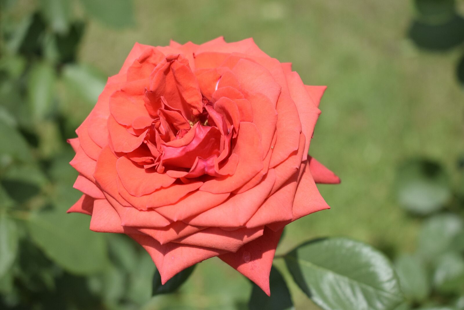 Nikon D3300 sample photo. Red rose, green background photography