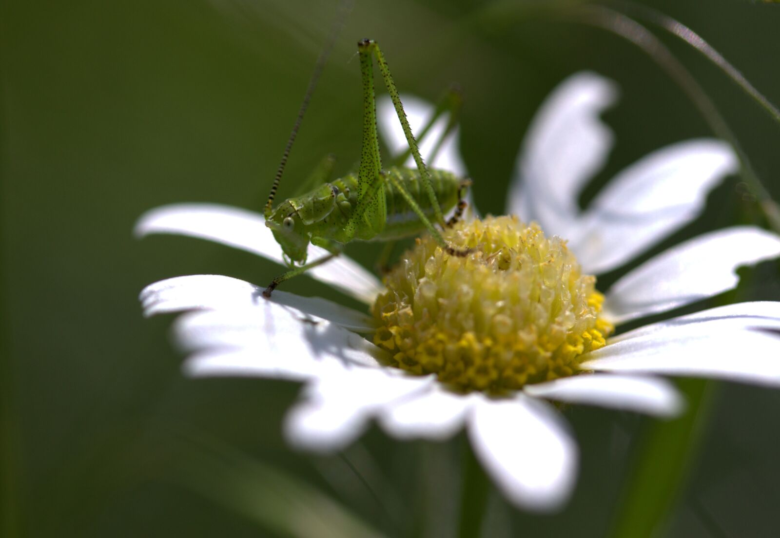 Canon EF-S 60mm F2.8 Macro USM sample photo. Grasshopper, green, flower photography