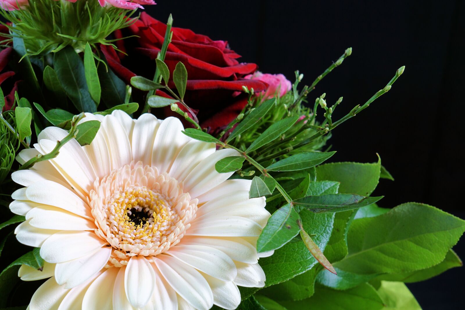 Sony a6000 + Sigma 19mm F2.8 EX DN sample photo. Gerbera, flower, nature photography