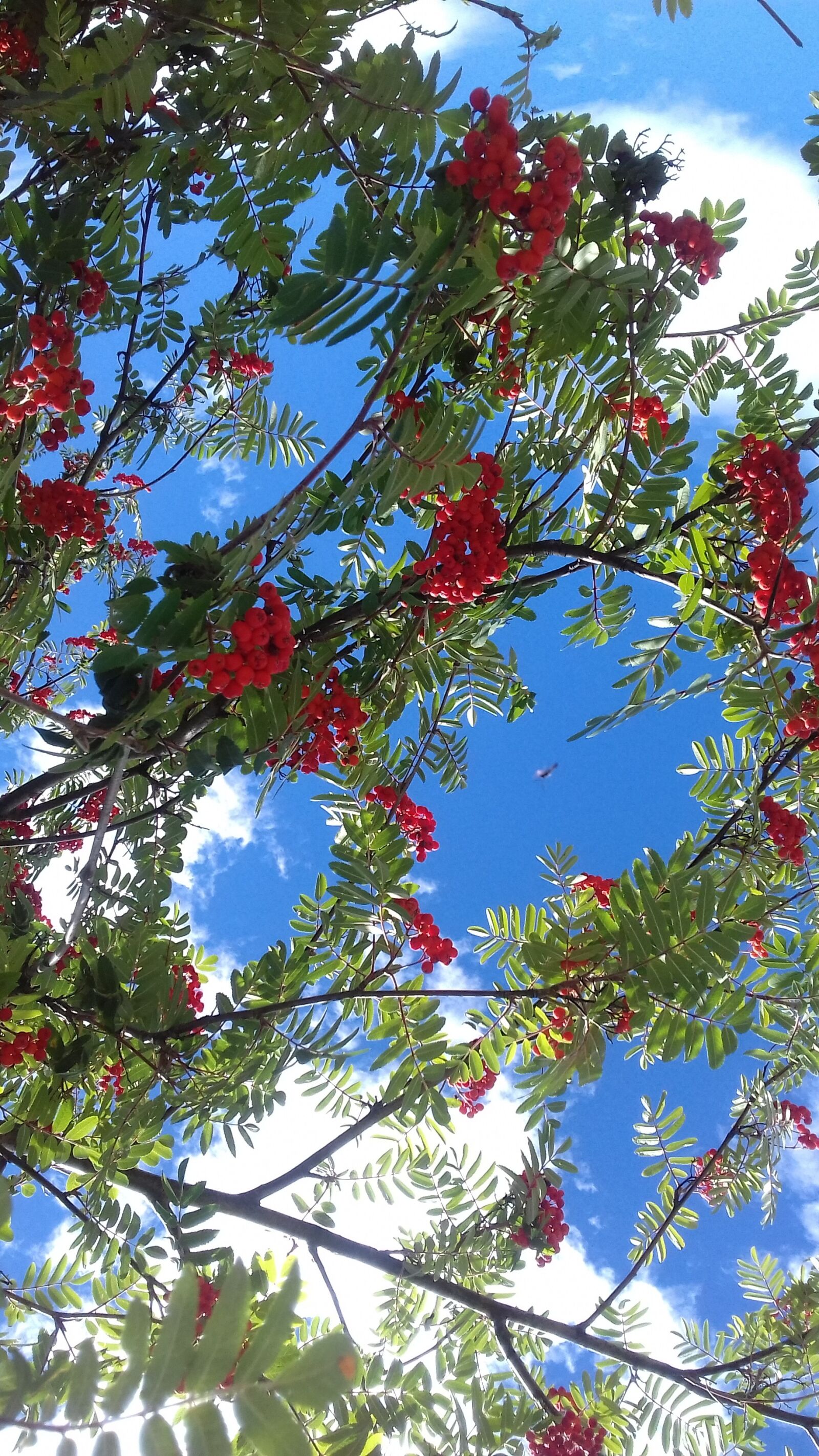 Samsung Galaxy J3(2016) sample photo. Tree, fruit, red photography