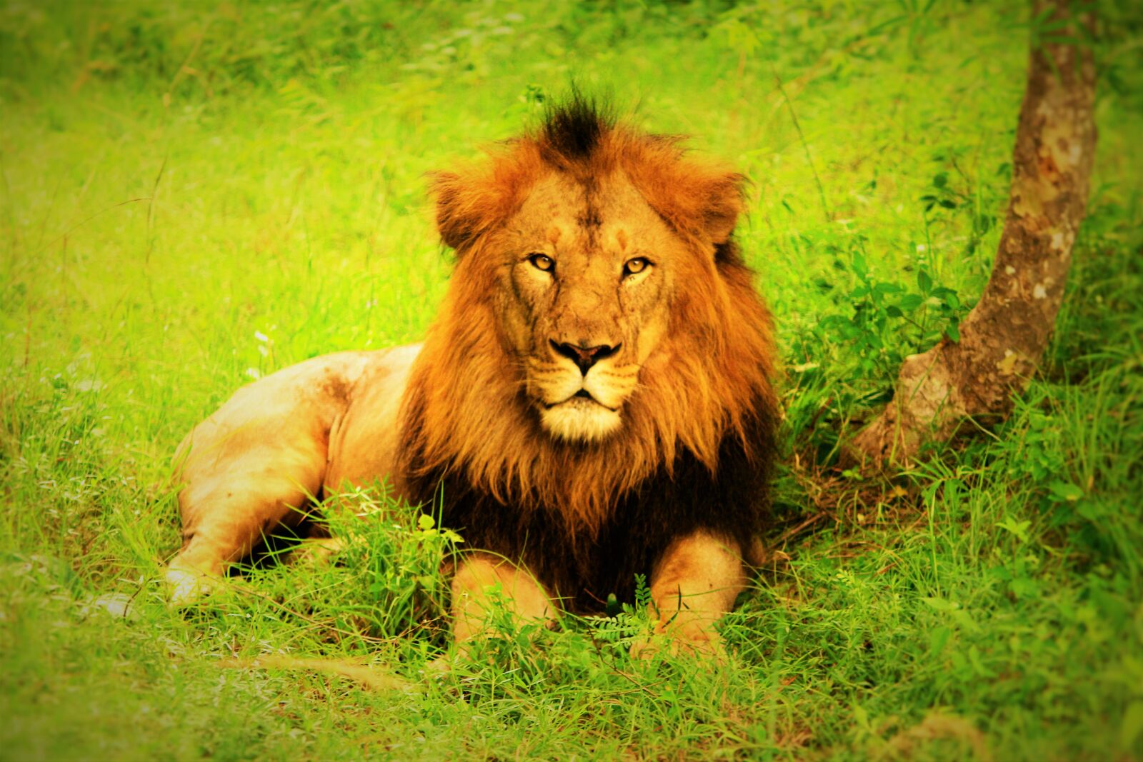 Canon EOS 700D (EOS Rebel T5i / EOS Kiss X7i) sample photo. Lion, jungleking, wildlife photography