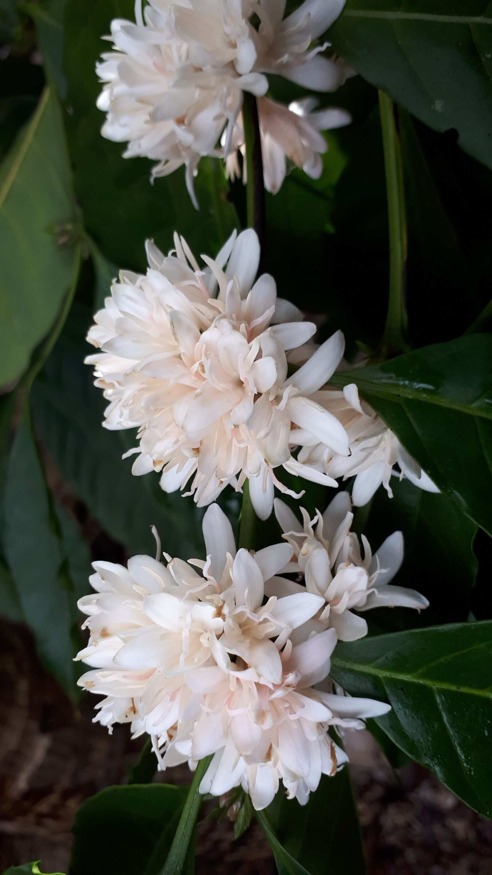 Samsung Galaxy A5(2017) sample photo. The flower of the photography