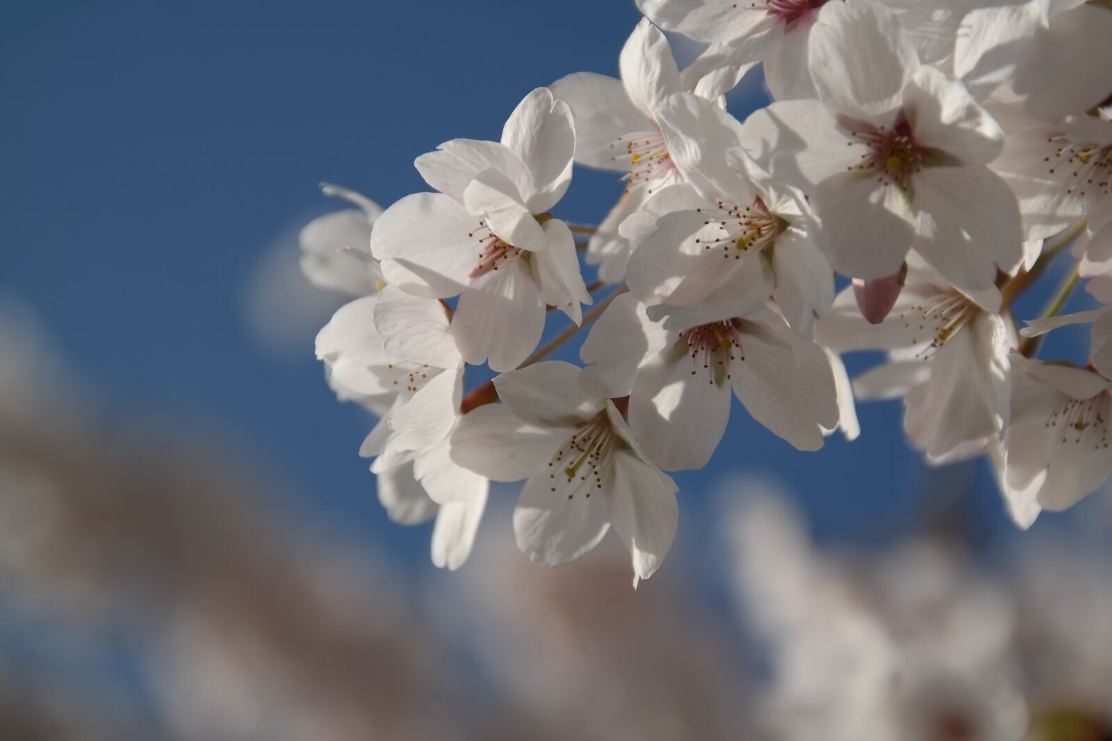 Samsung NX300 sample photo. Apple blossom, flowers, white photography