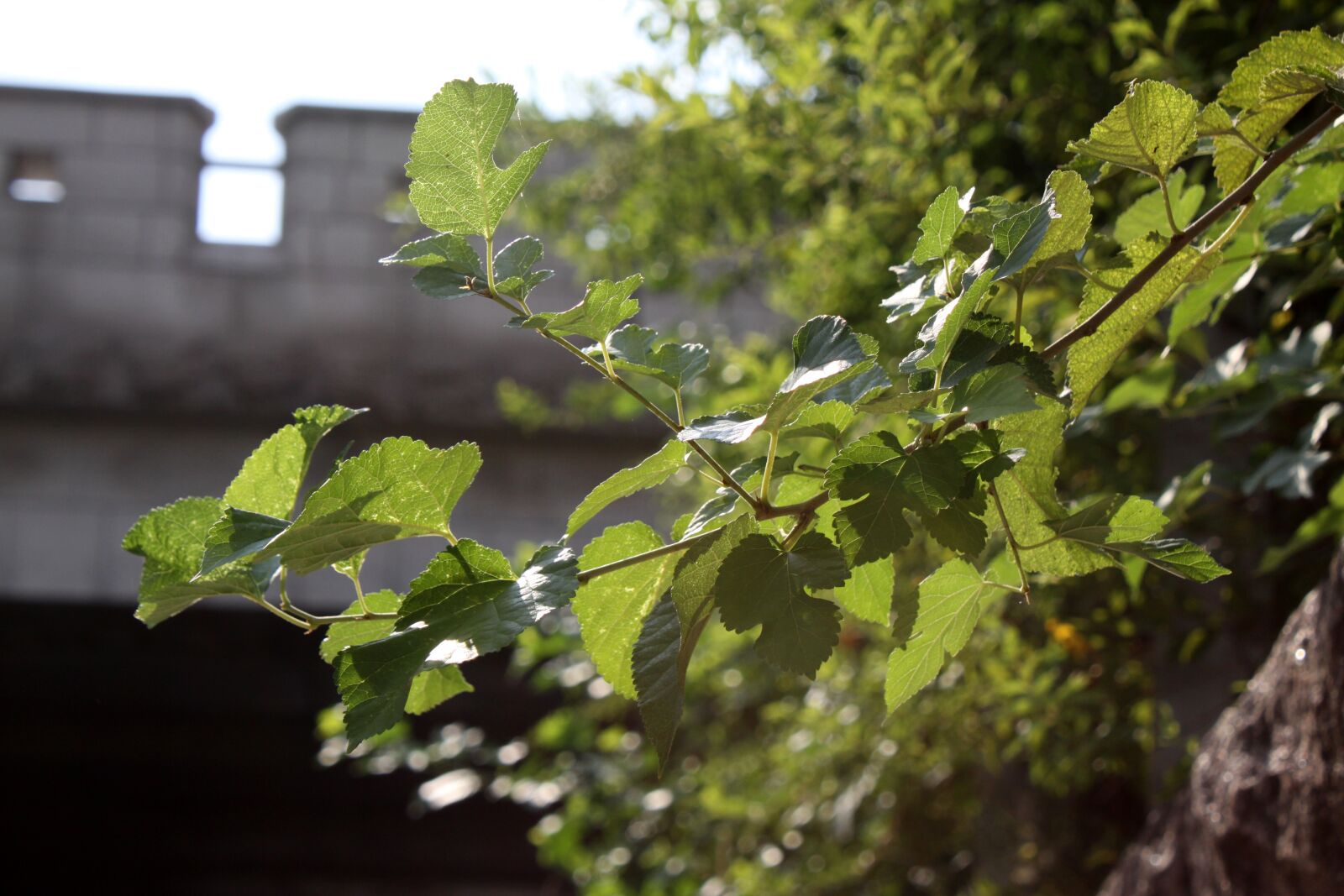 Canon EOS 50D sample photo. Wood, the leaves, nature photography
