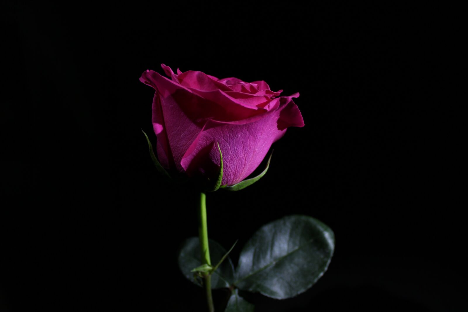 Canon EOS 100D (EOS Rebel SL1 / EOS Kiss X7) sample photo. Rose, flower, roses photography