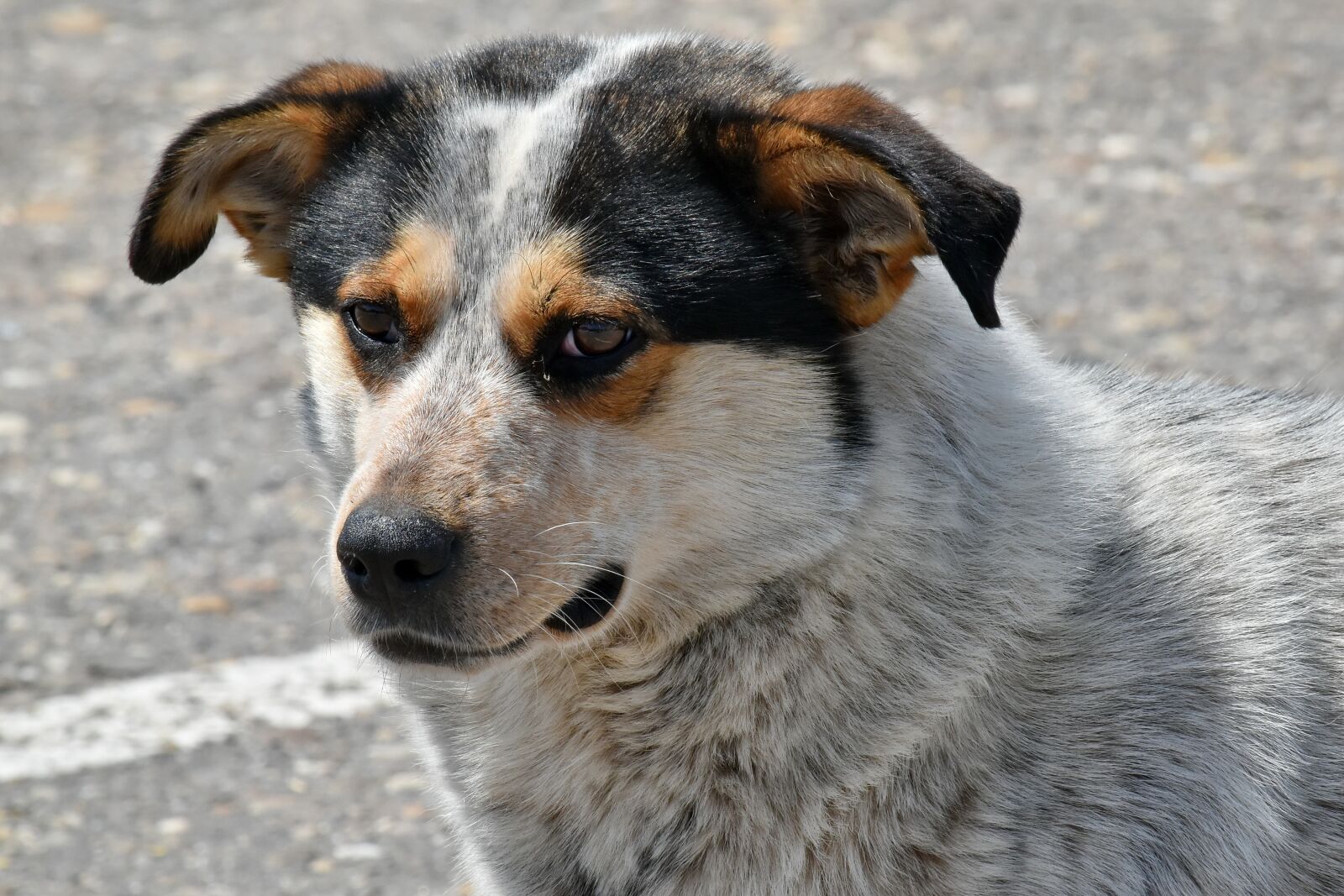 Nikon D5500 sample photo. Dog, animal, canine, hound photography