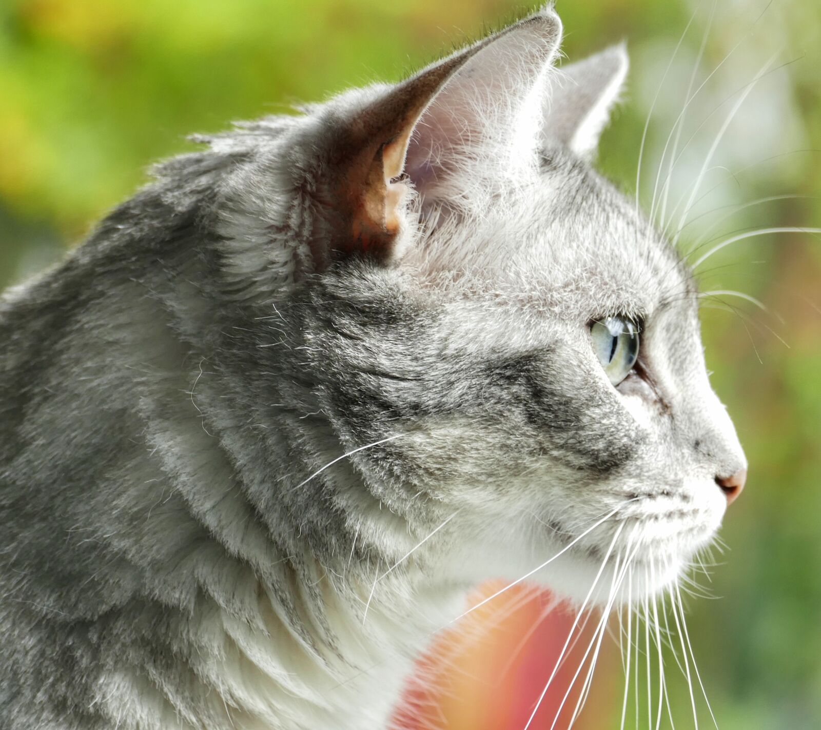 Panasonic Lumix DMC-FZ1000 sample photo. Animal, cat, cute photography