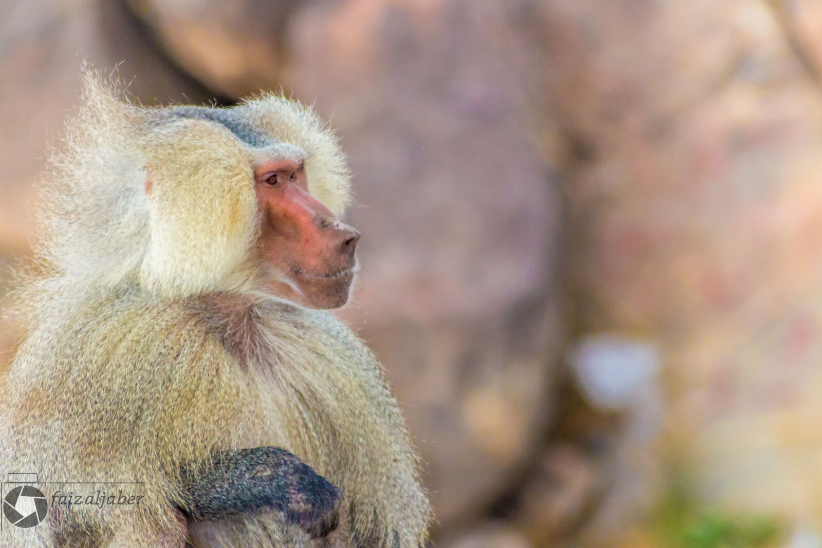 Sigma 70-300mm F4-5.6 DG OS sample photo. Animals, monkey photography