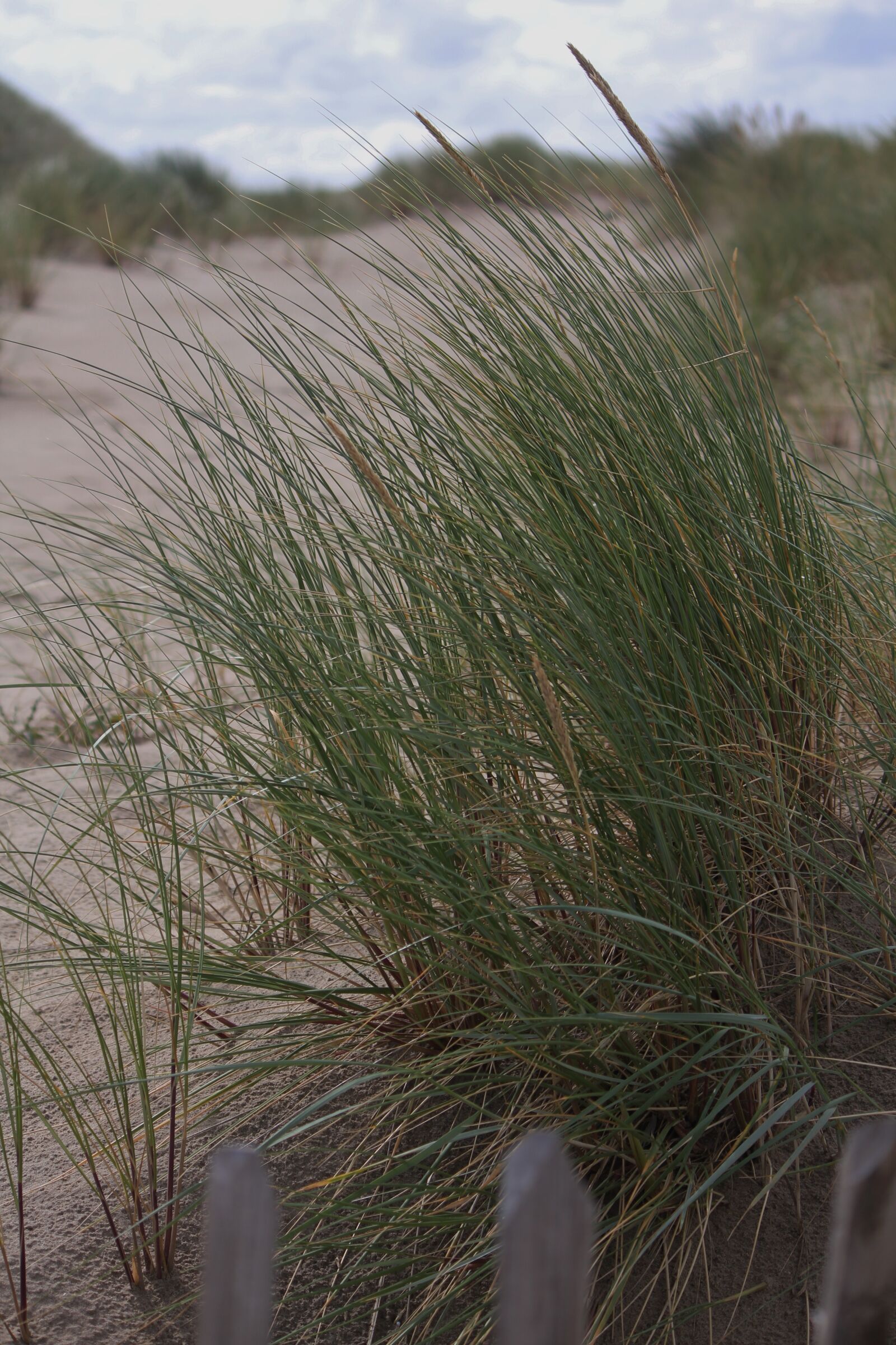 Canon EOS 550D (EOS Rebel T2i / EOS Kiss X4) sample photo. Beach, beach wind, osttsee photography
