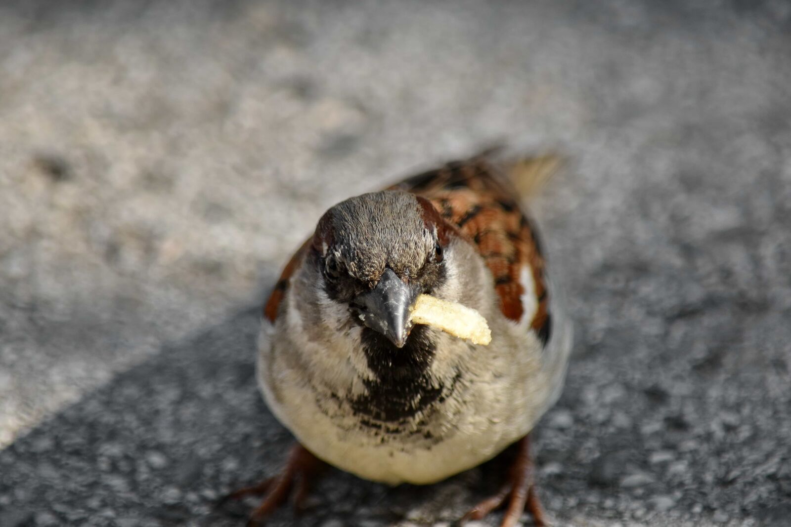 Nikon D5500 sample photo. Eating, warbler, wildlife, feather photography