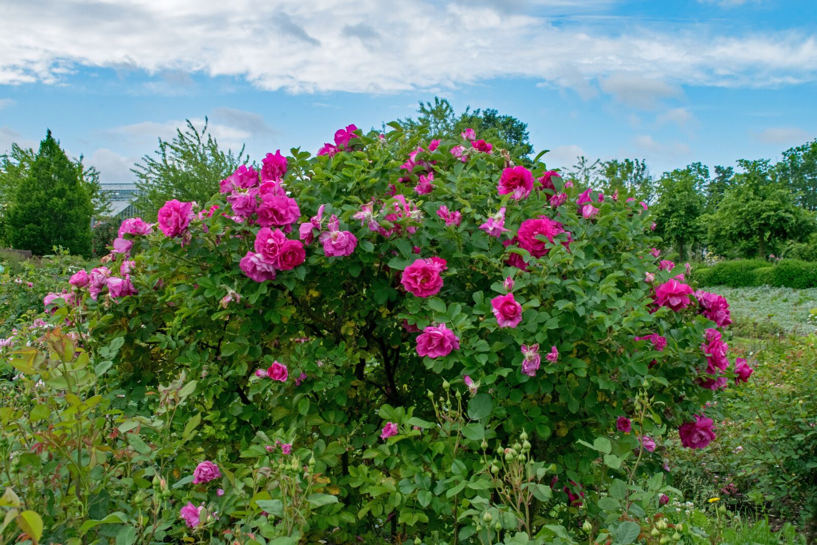 Nikon D5300 sample photo. English, rose, wild edric photography