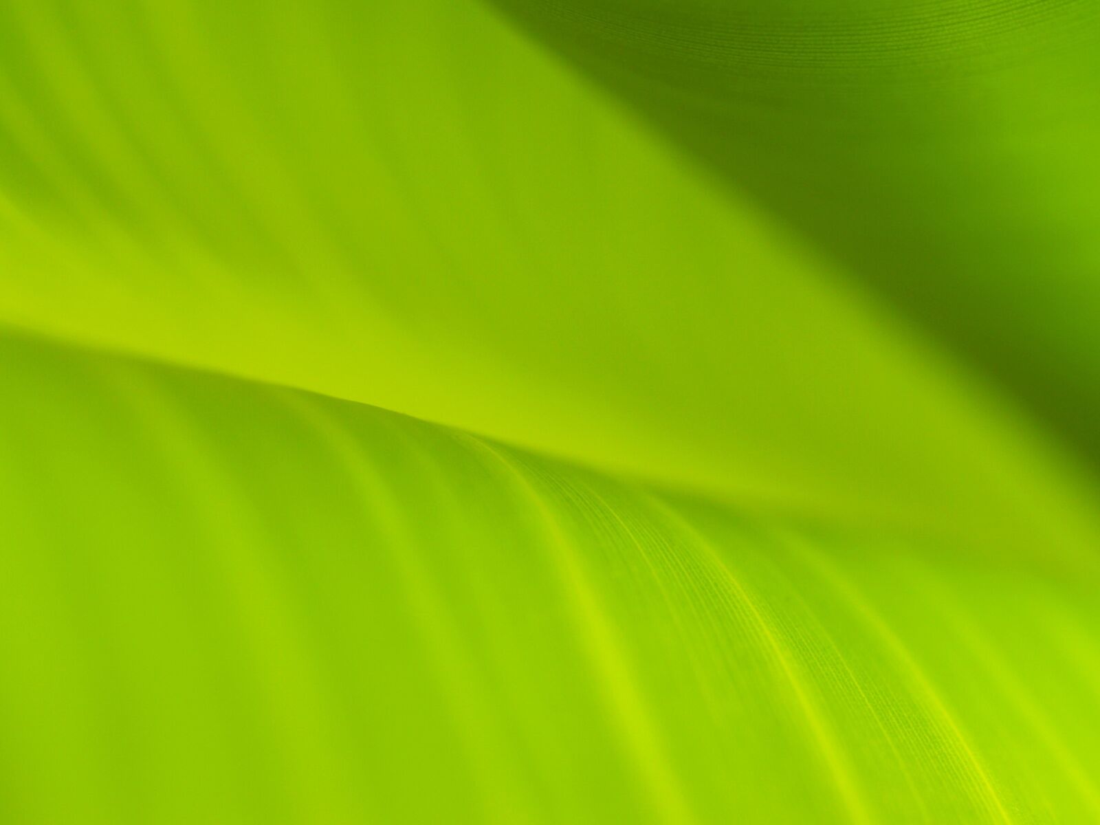 Olympus E-300 (EVOLT E-300) sample photo. Background, banana leaves, drop photography