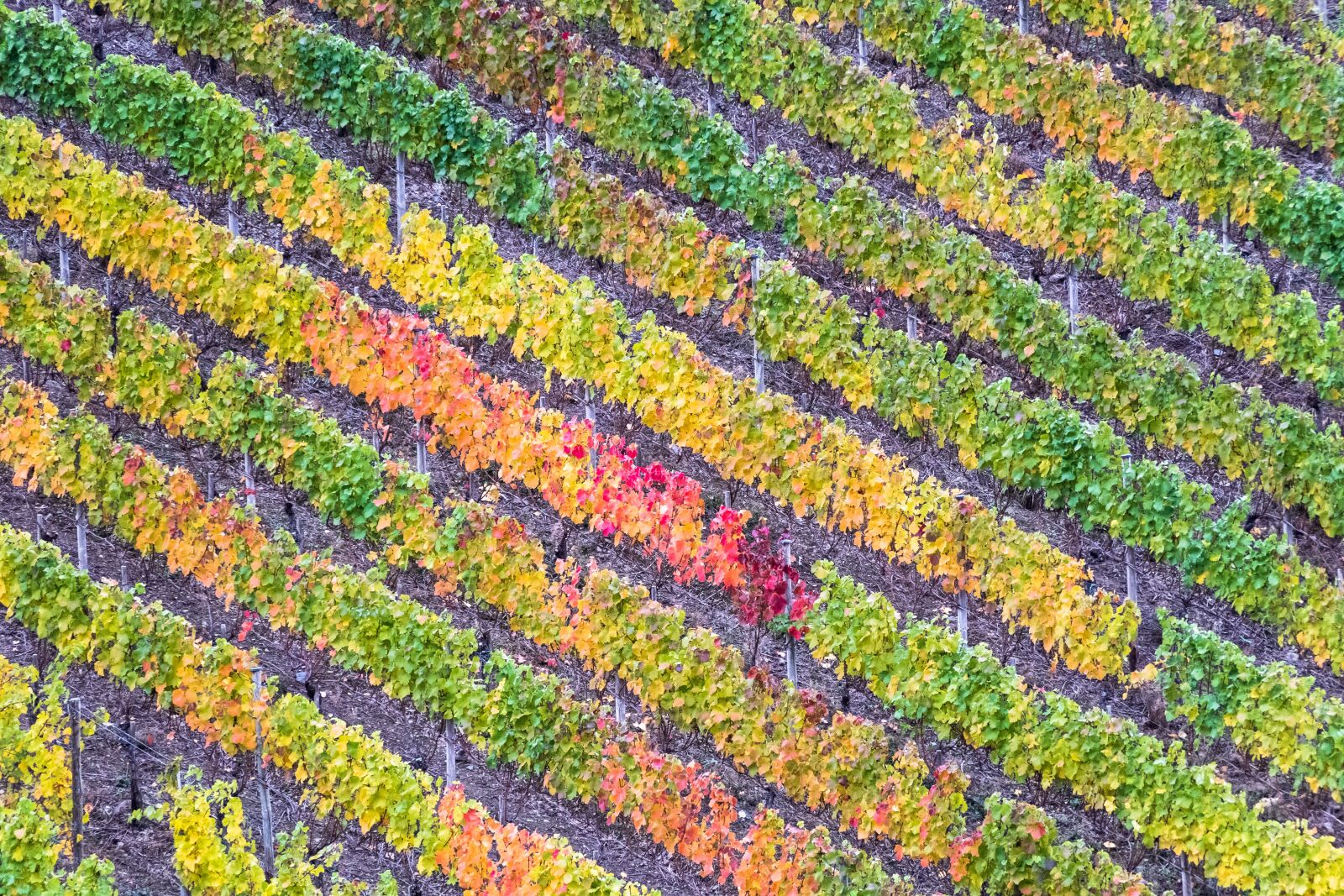 Canon PowerShot G3 X sample photo. Vineyard, vines, wine photography