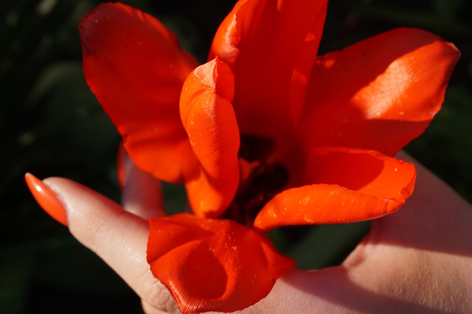 Sony E 16-50mm F3.5-5.6 PZ OSS sample photo. Flower, tulip, spring photography