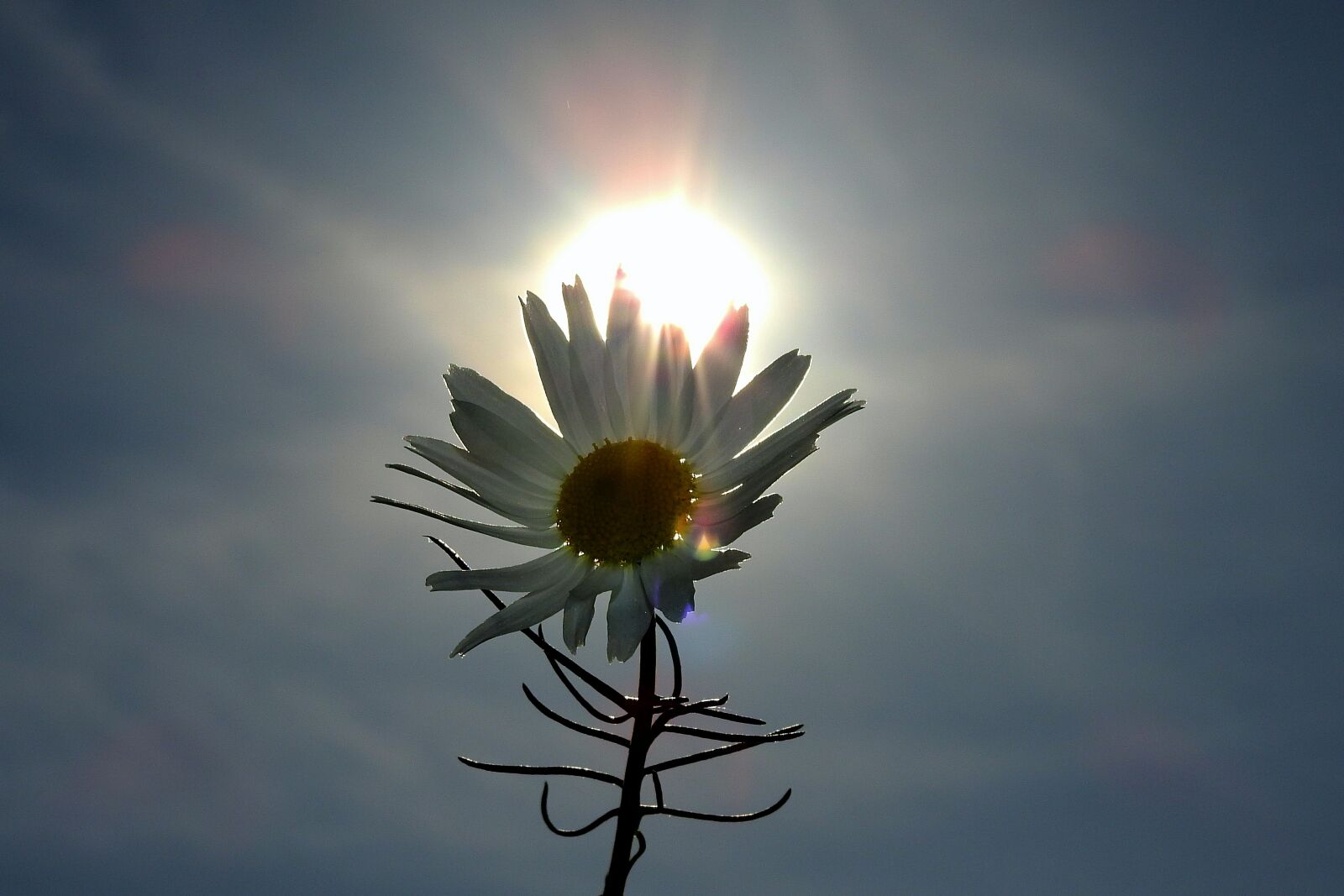Nikon Coolpix P900 sample photo. Flower, the sun, clear photography
