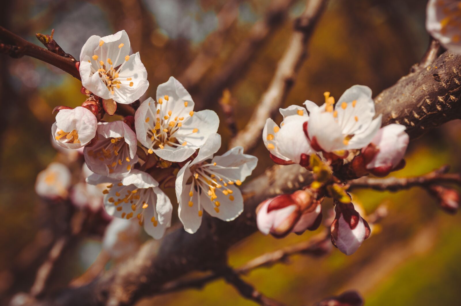 Nikon D3200 sample photo. Flower, tree, spring photography