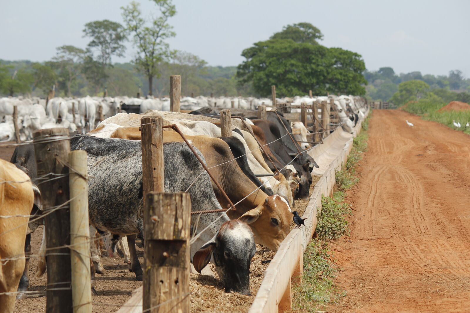 Canon EOS 550D (EOS Rebel T2i / EOS Kiss X4) sample photo. Livestock, diet, power photography
