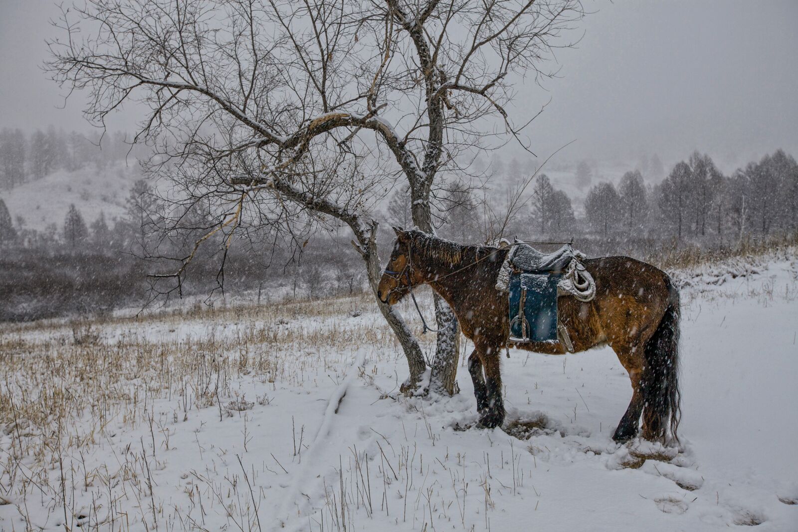 Canon EOS 5D Mark II sample photo. In the winter, horse photography
