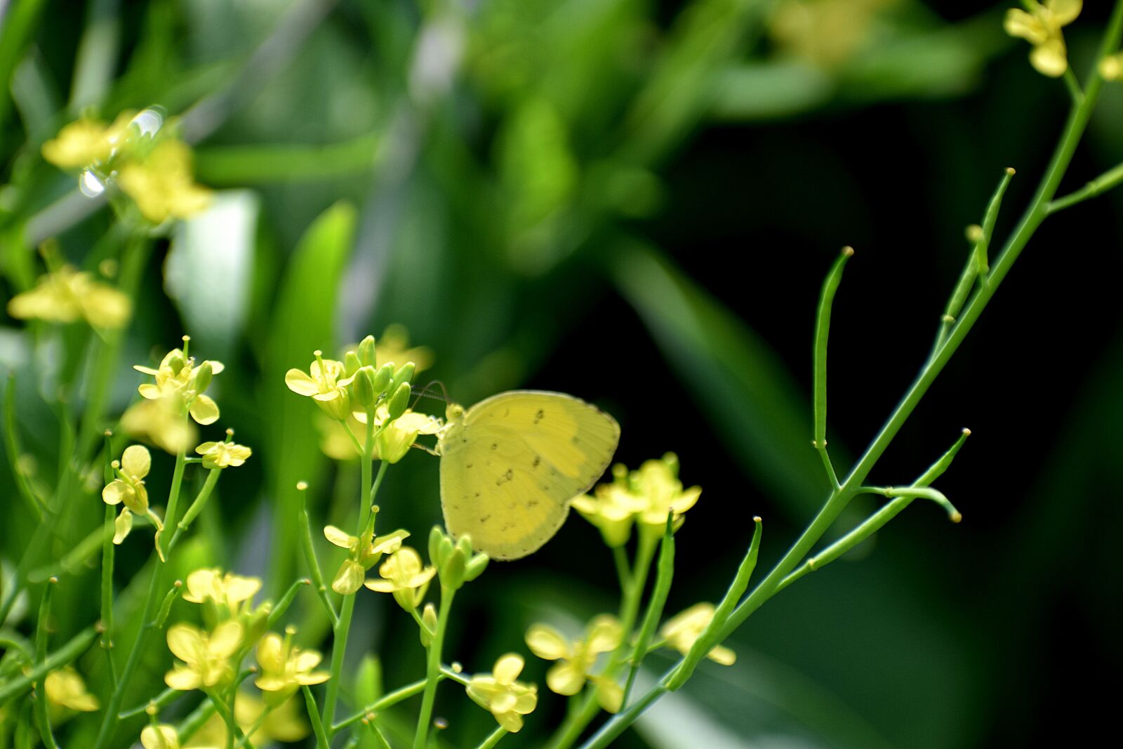 Nikon D3300 sample photo. Flower, butterfly, nature photography