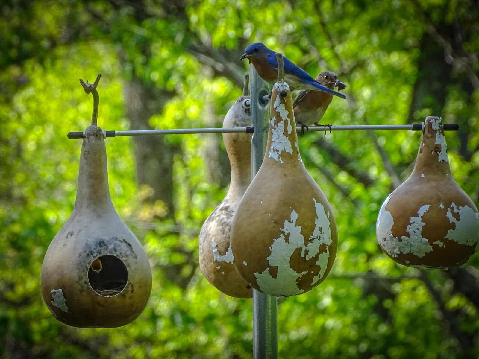Sony Cyber-shot DSC-HX400V sample photo. Bluebird, baby, birds photography
