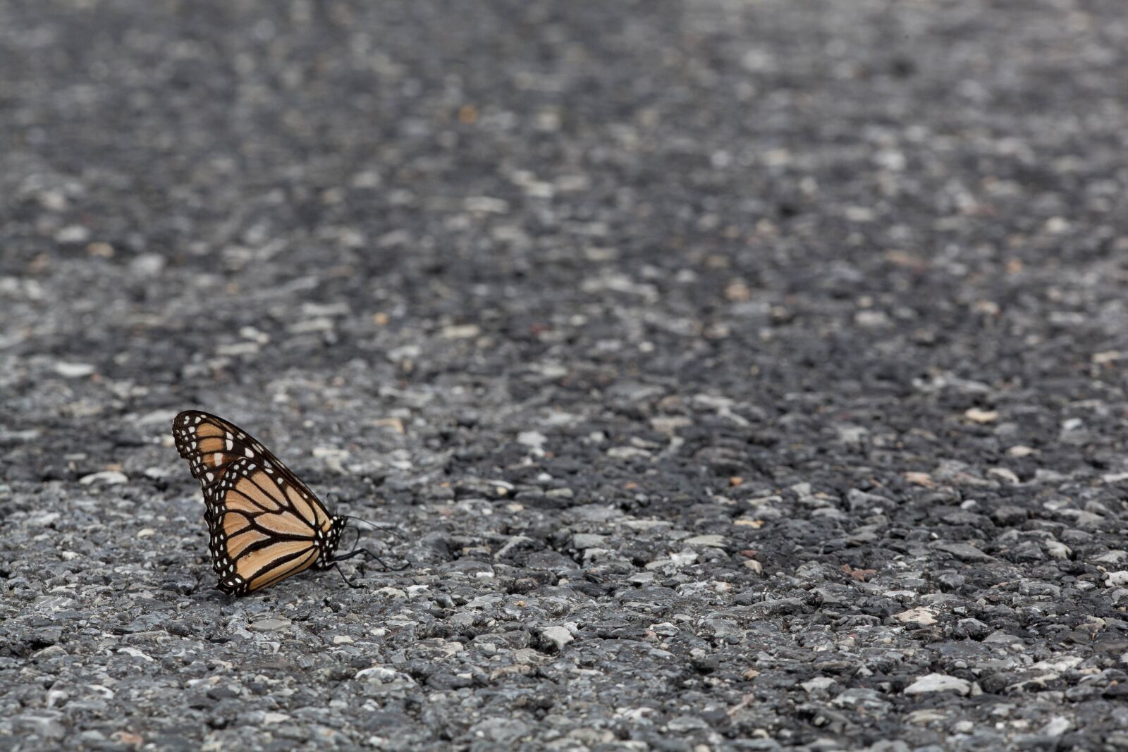 Canon EOS 5D Mark II sample photo. Insect, monarch, butterfly, asphalt photography