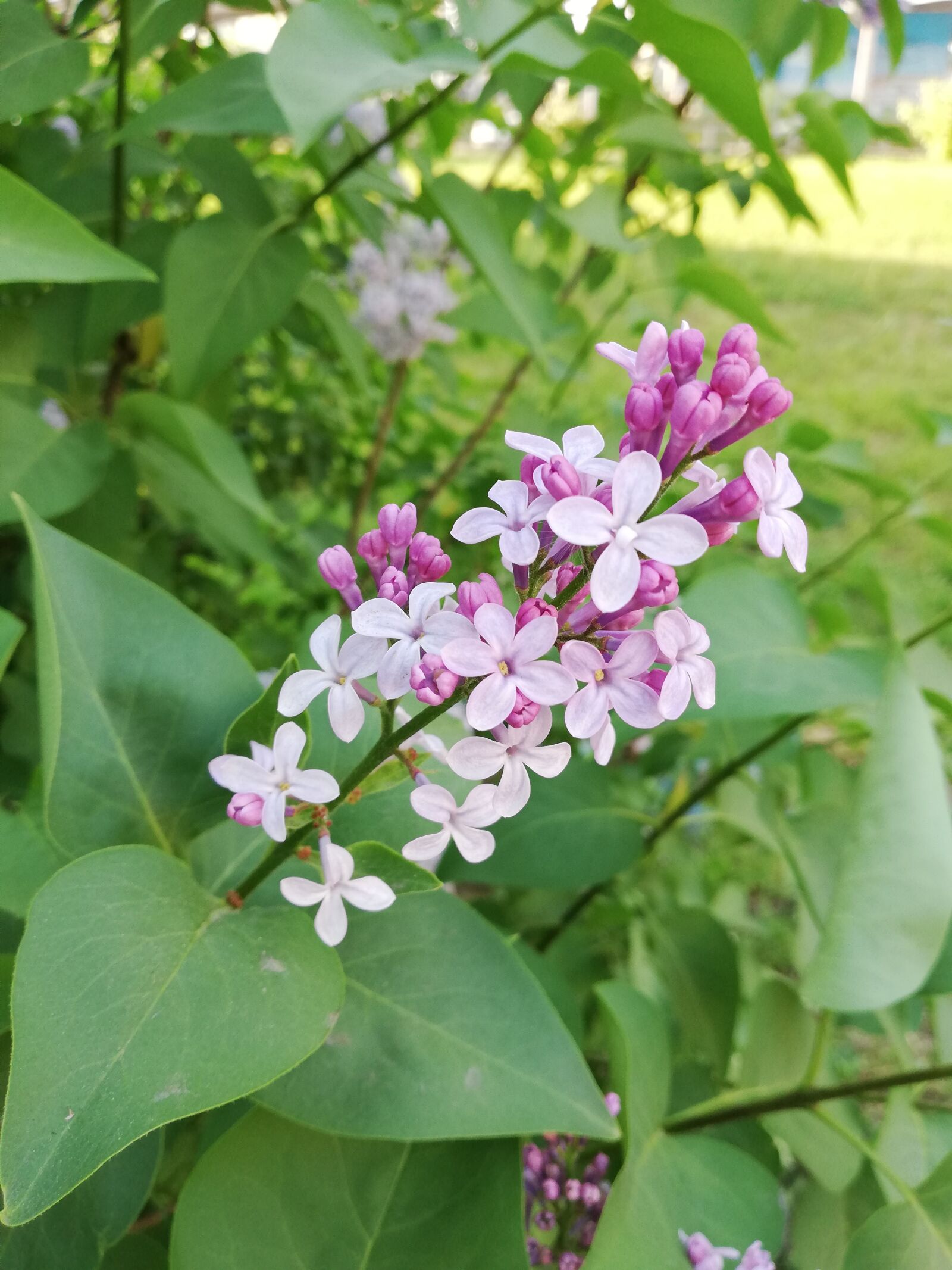 HUAWEI P20 lite sample photo. Lilac, violet, flowers photography