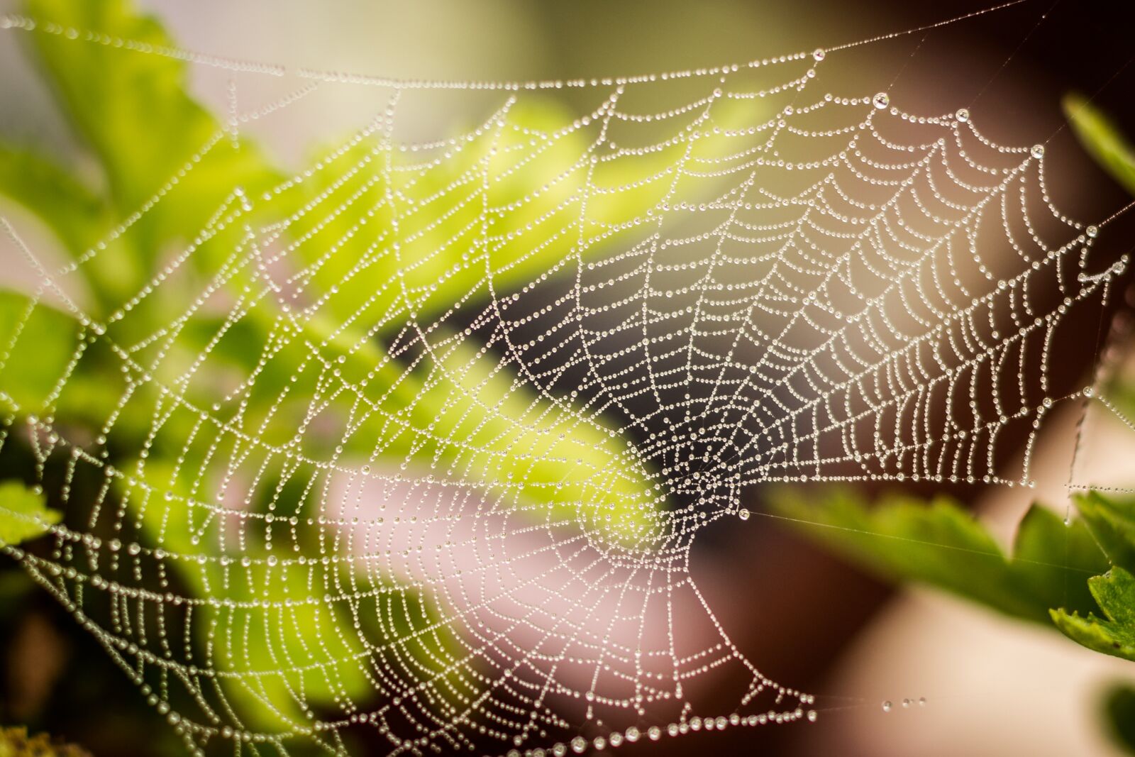 Nikon D5500 sample photo. Raindrops, green, web photography