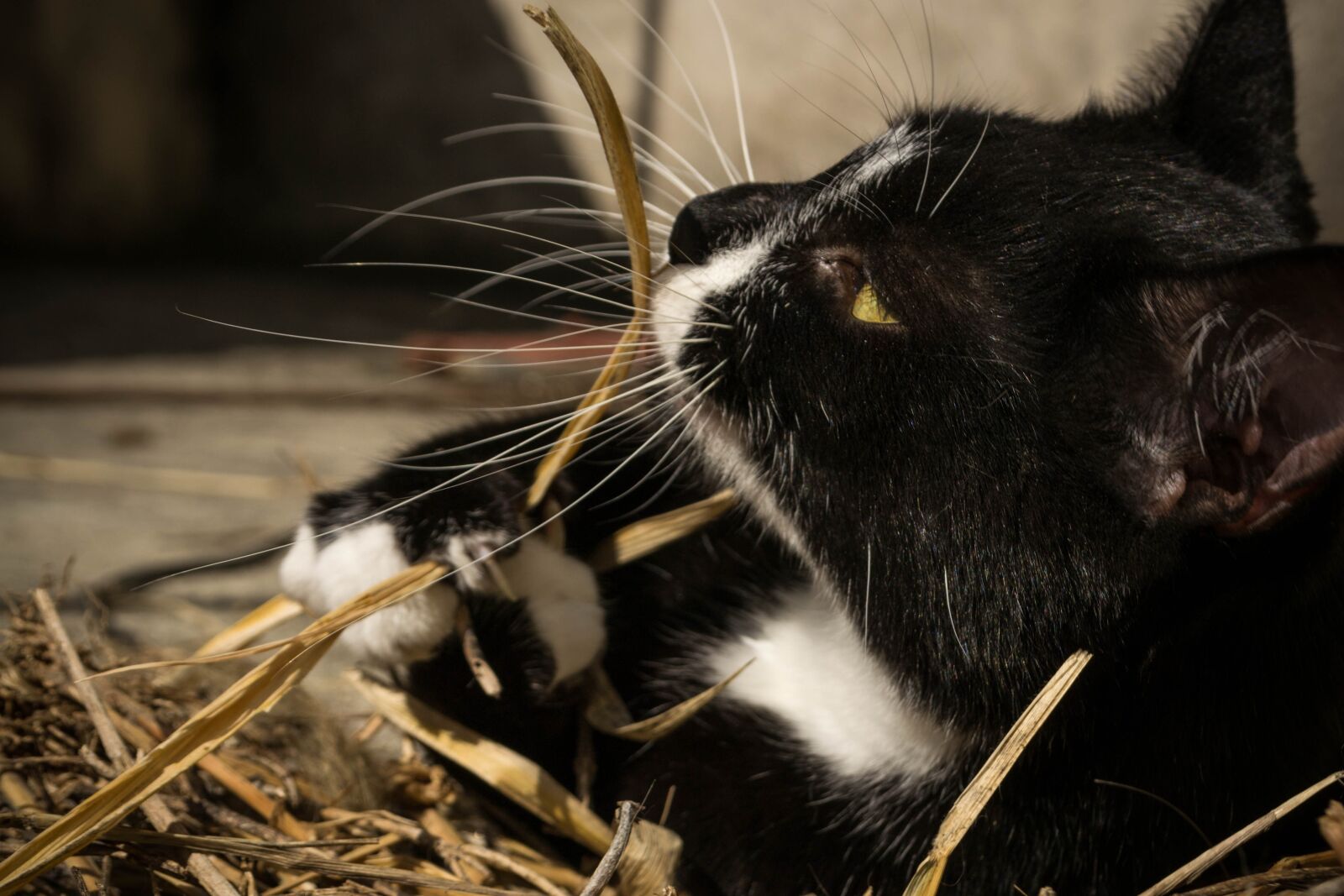 Nikon D3100 sample photo. Cat, pet, domestic photography