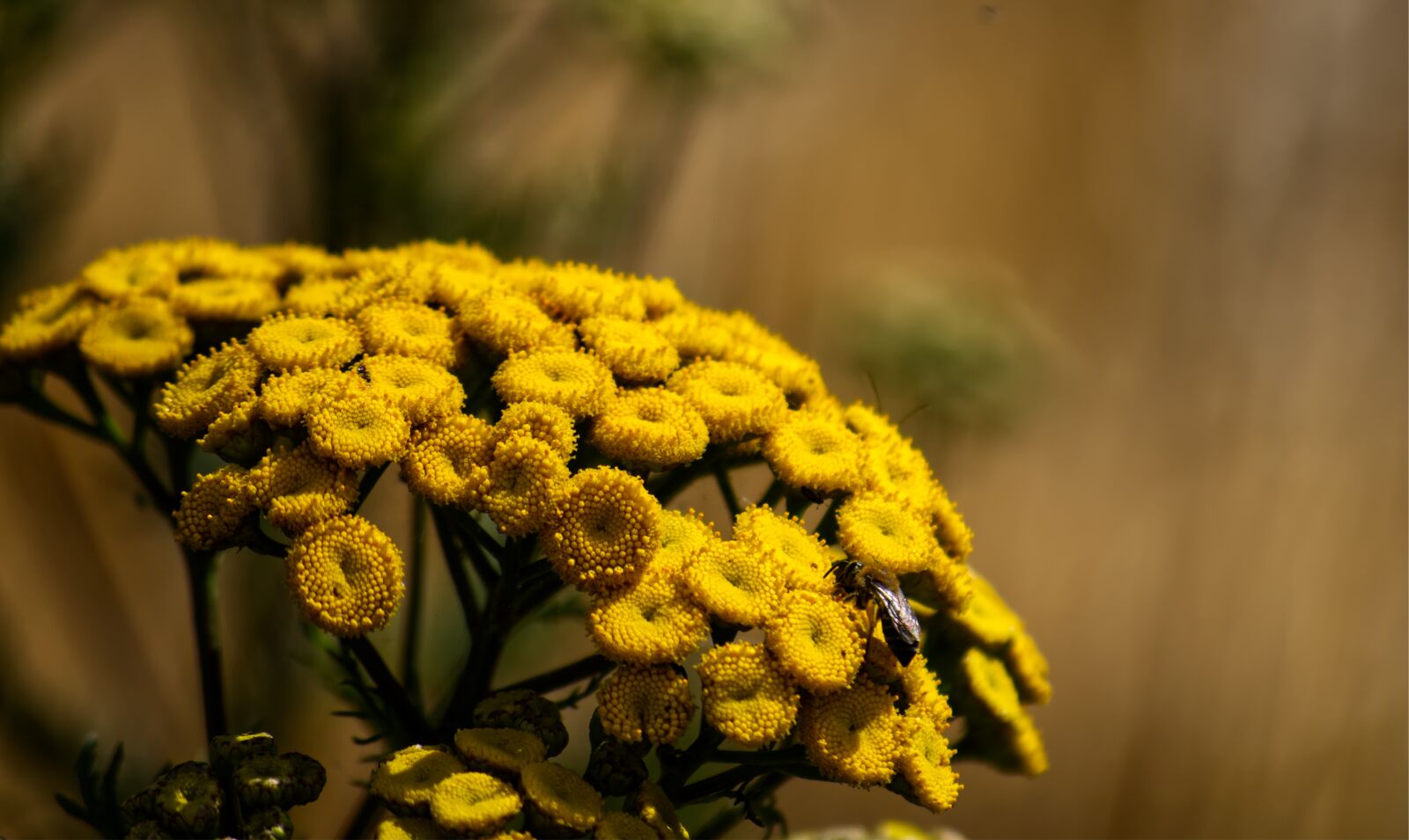 Nikon D5500 sample photo. Flower, blossom, bloom photography