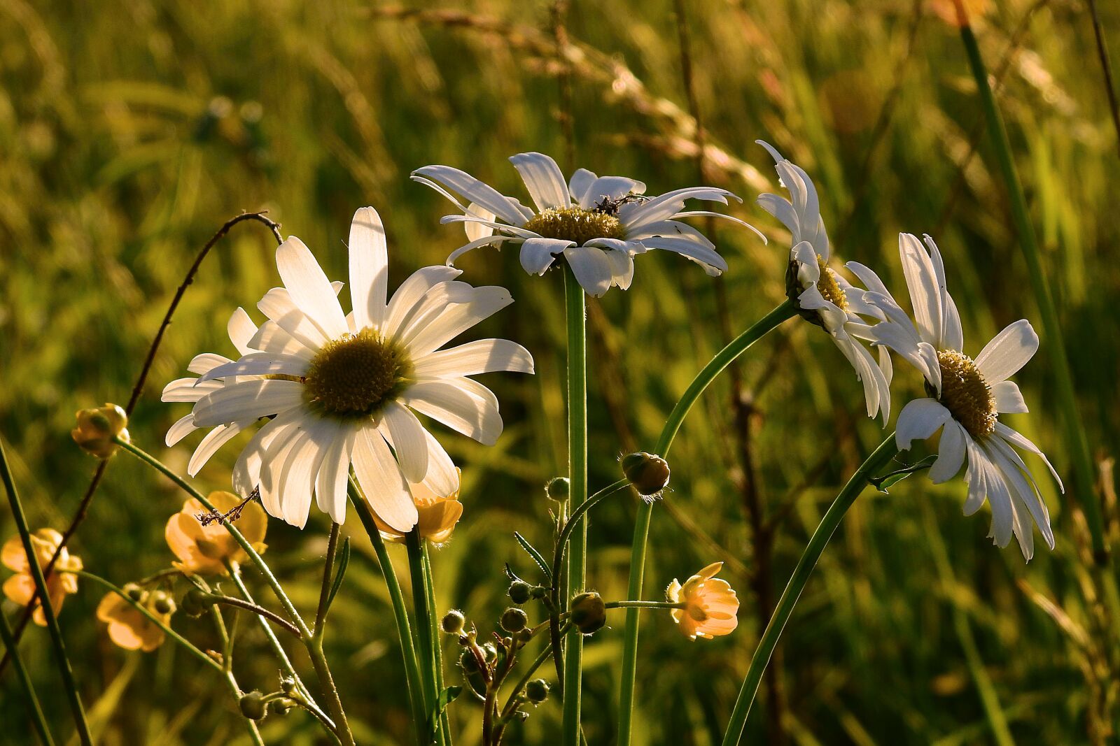 Nikon Coolpix P900 sample photo. Meadow, flowers, spring photography
