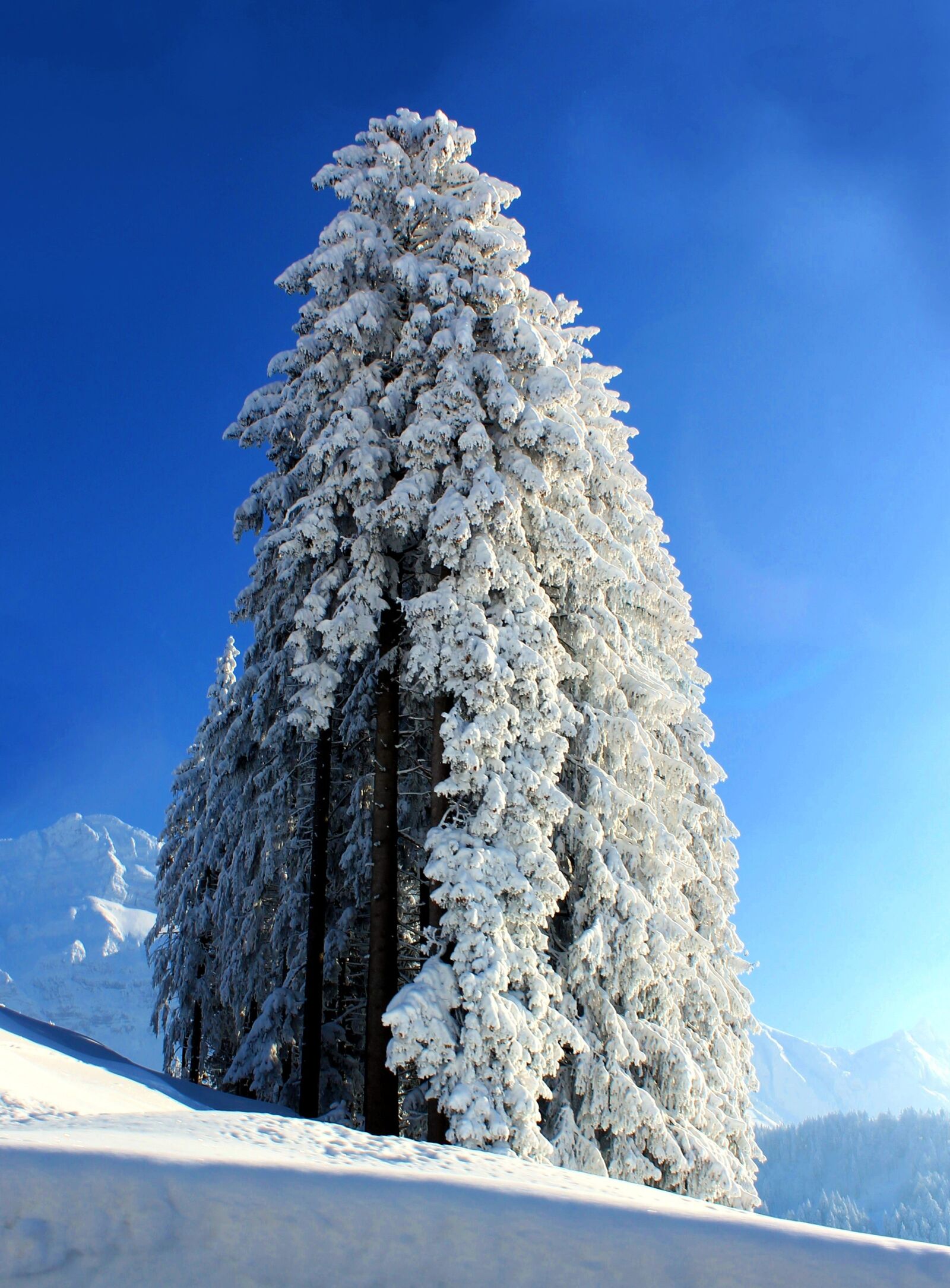 Canon EOS 1100D (EOS Rebel T3 / EOS Kiss X50) sample photo. Snow, tree, winter photography