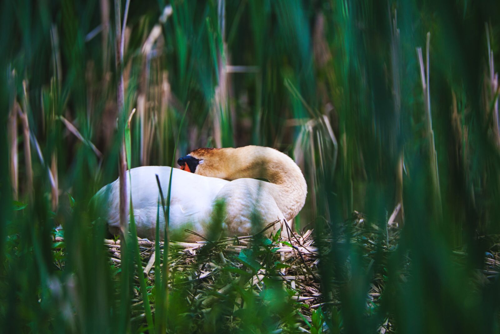 Canon EOS 6D + Tamron SP 150-600mm F5-6.3 Di VC USD sample photo. Swan, nest, breed photography