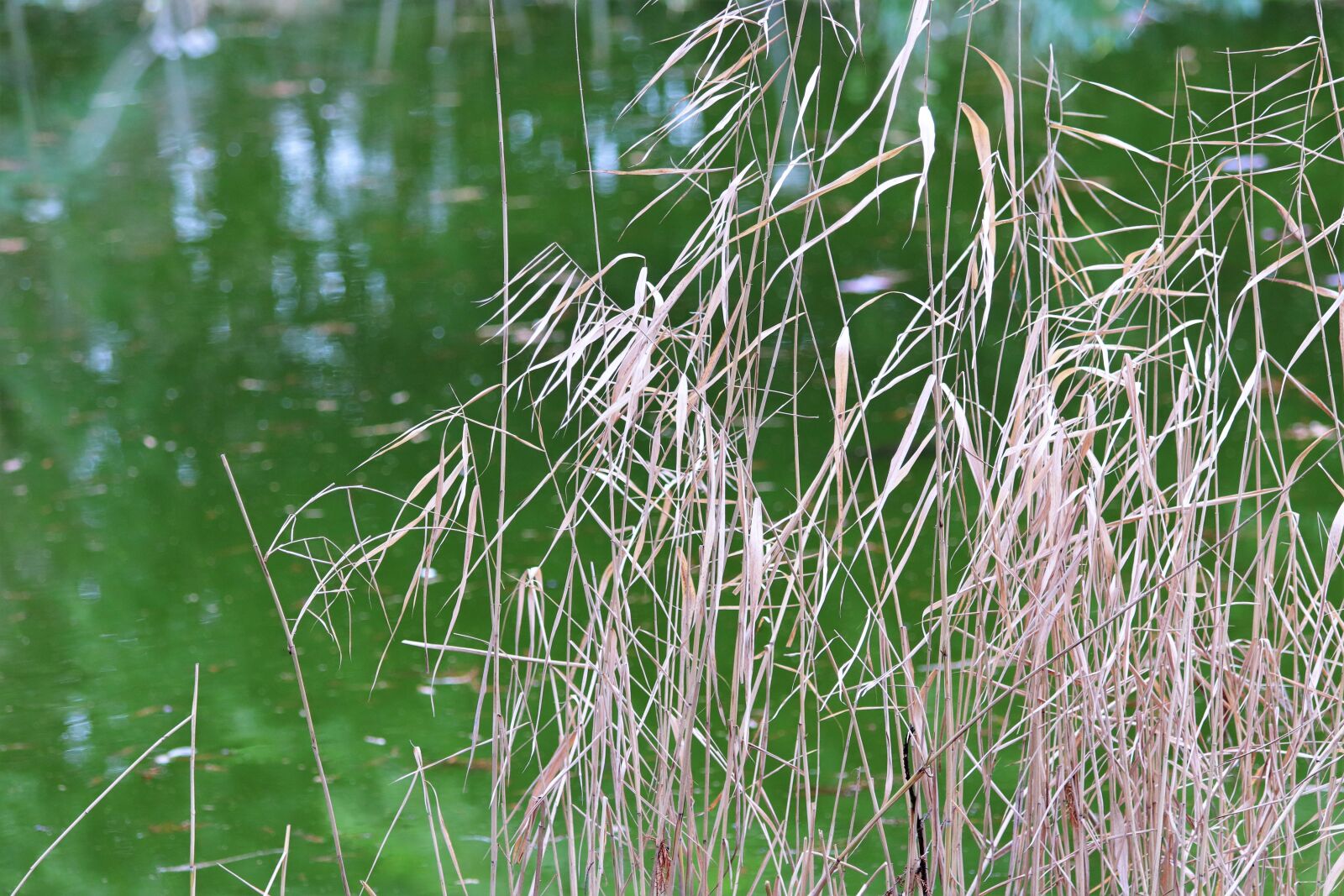 Canon EOS 200D (EOS Rebel SL2 / EOS Kiss X9) sample photo. Green lake, cane, mood photography