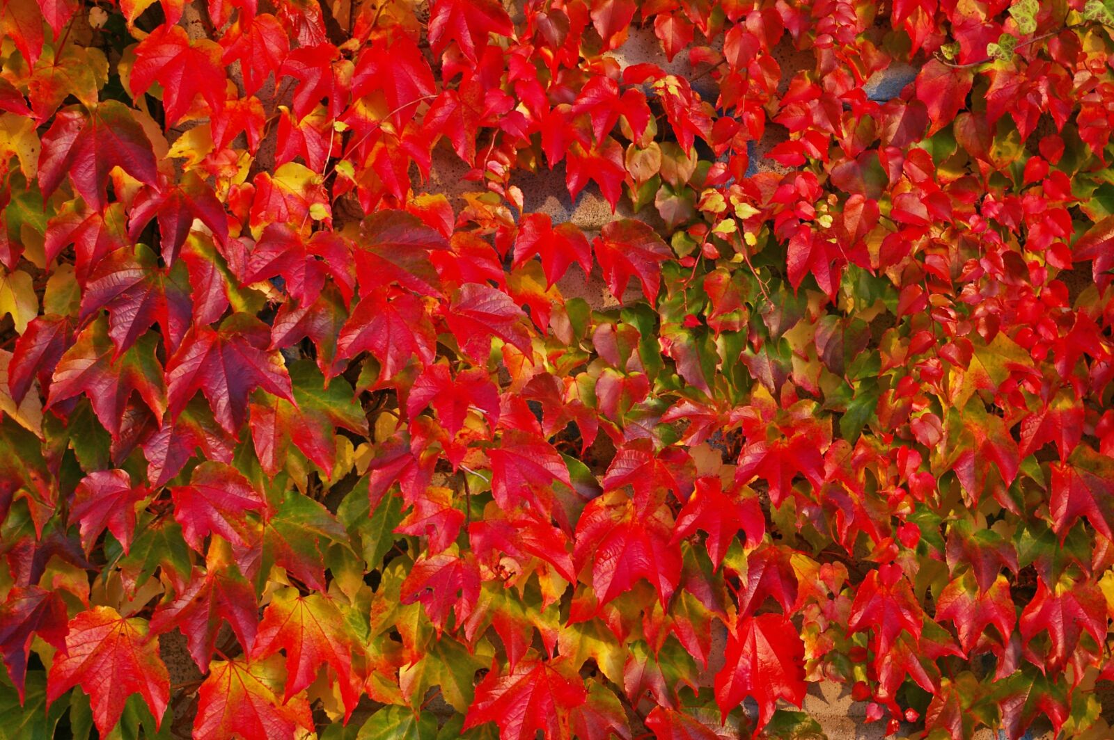 Pentax *ist DL2 sample photo. Autumn, fall foliage, golden photography