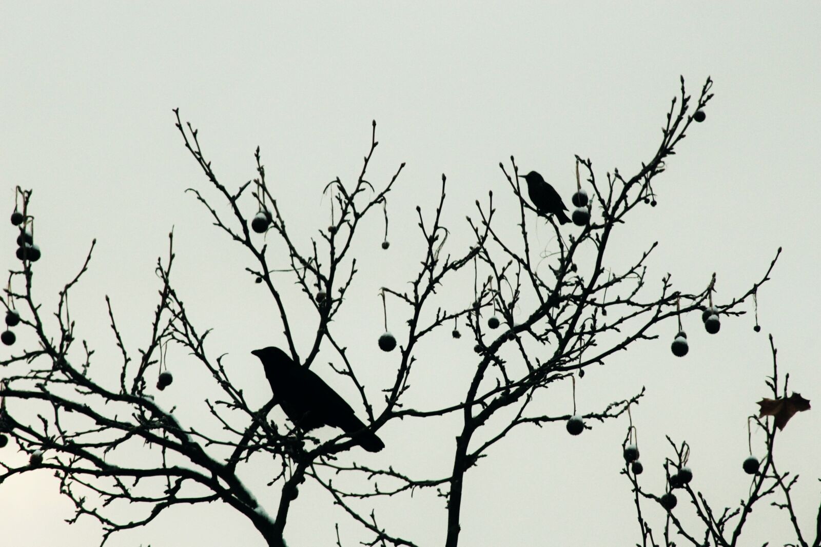 Canon EOS 1200D (EOS Rebel T5 / EOS Kiss X70 / EOS Hi) sample photo. Raven, blackbird, bird photography