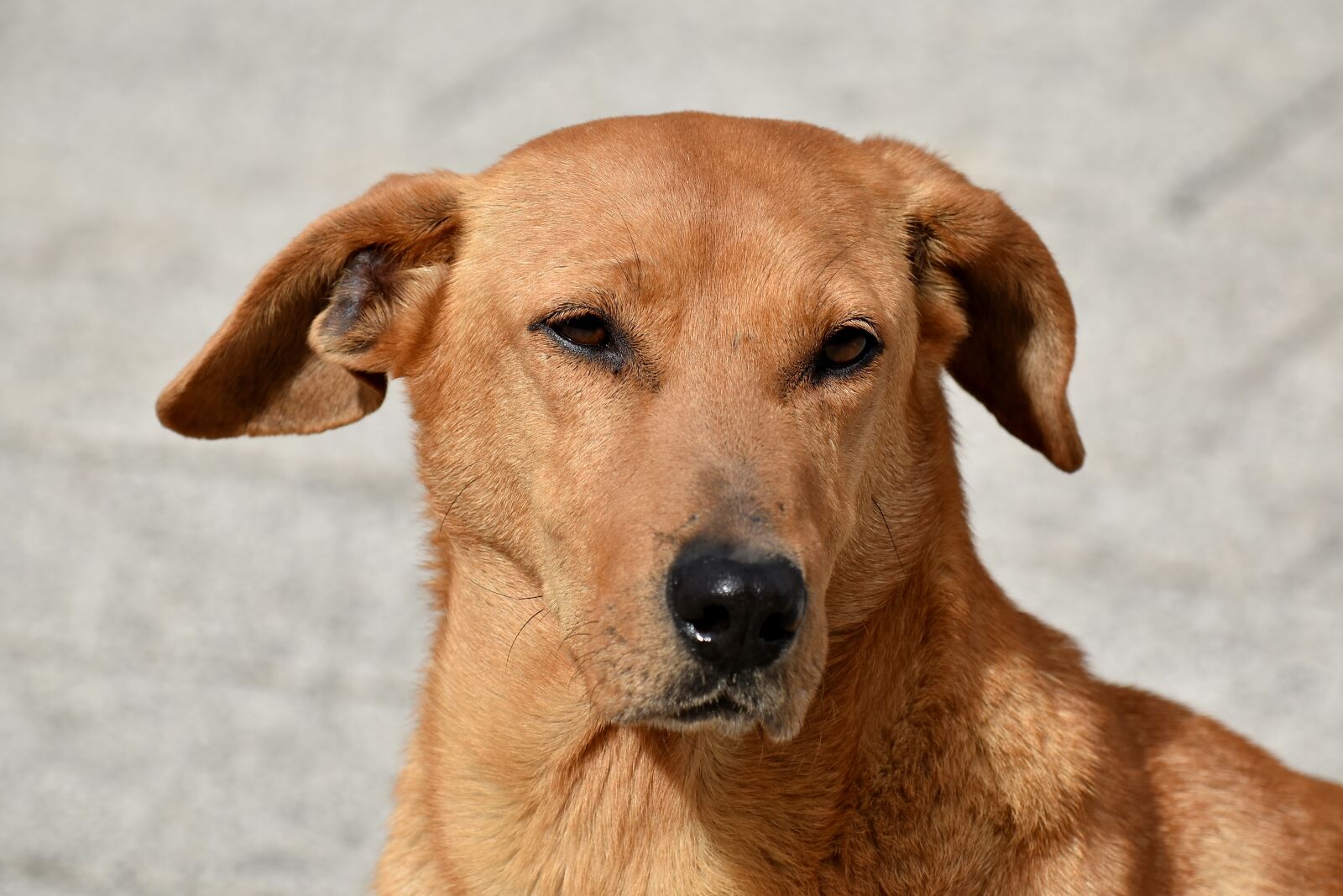 Nikon D5500 sample photo. Beautiful, dog, ear, eyes photography
