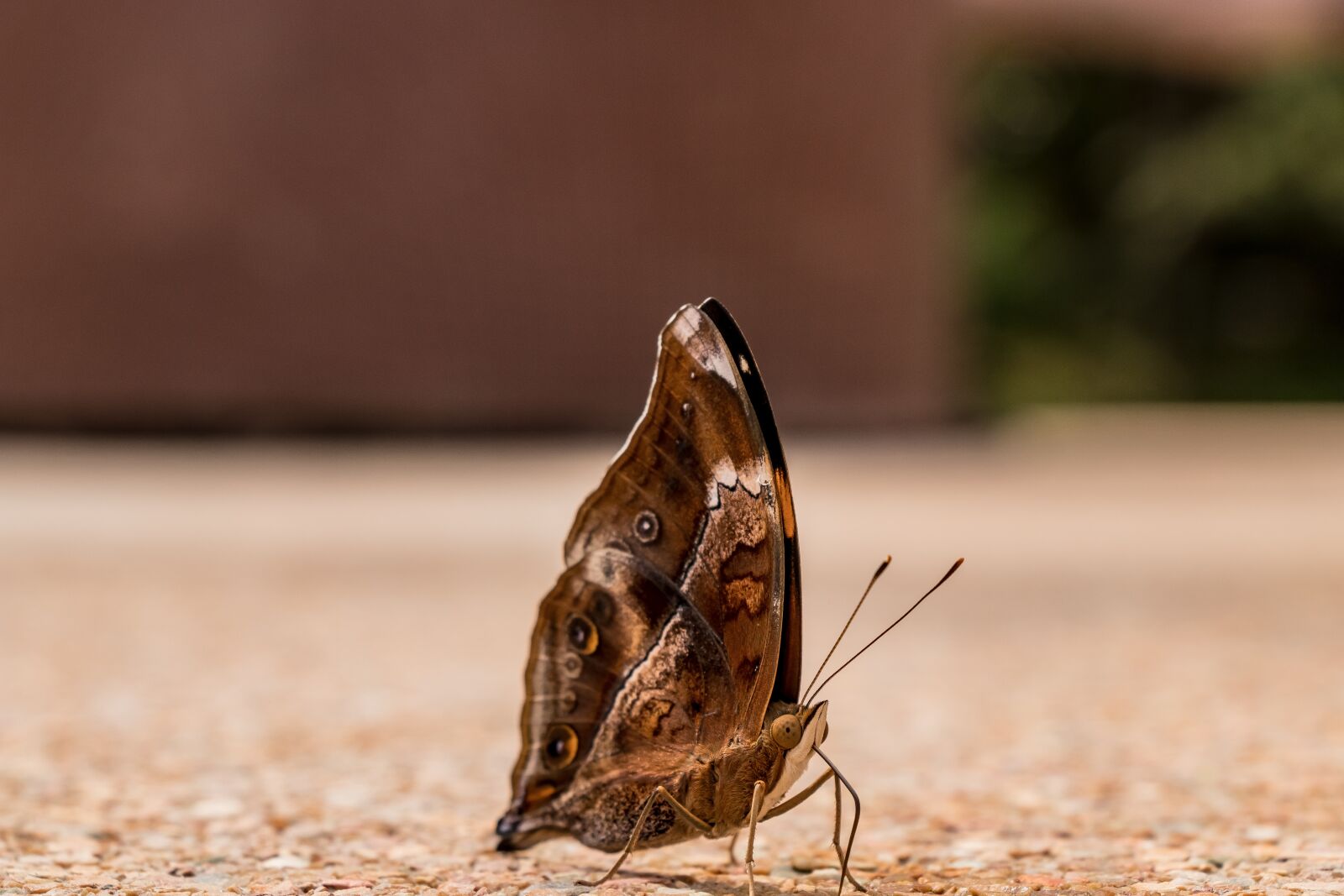 Canon EF-S 18-135mm F3.5-5.6 IS USM sample photo. Nature, at the court photography