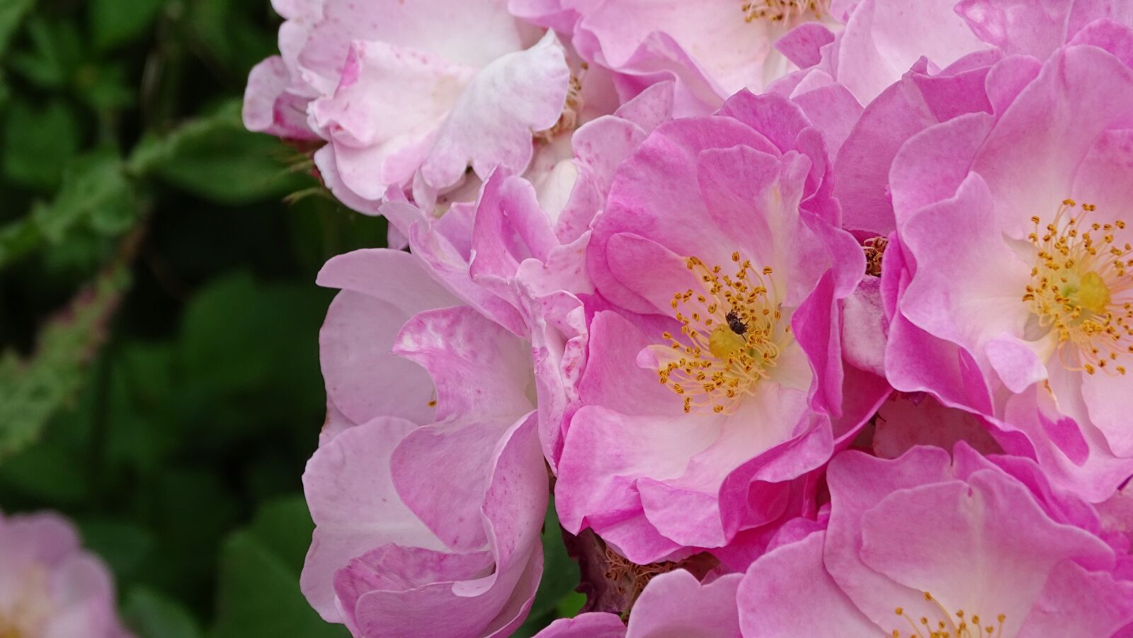 Sony Cyber-shot DSC-HX400V sample photo. Garden, flower, rose photography
