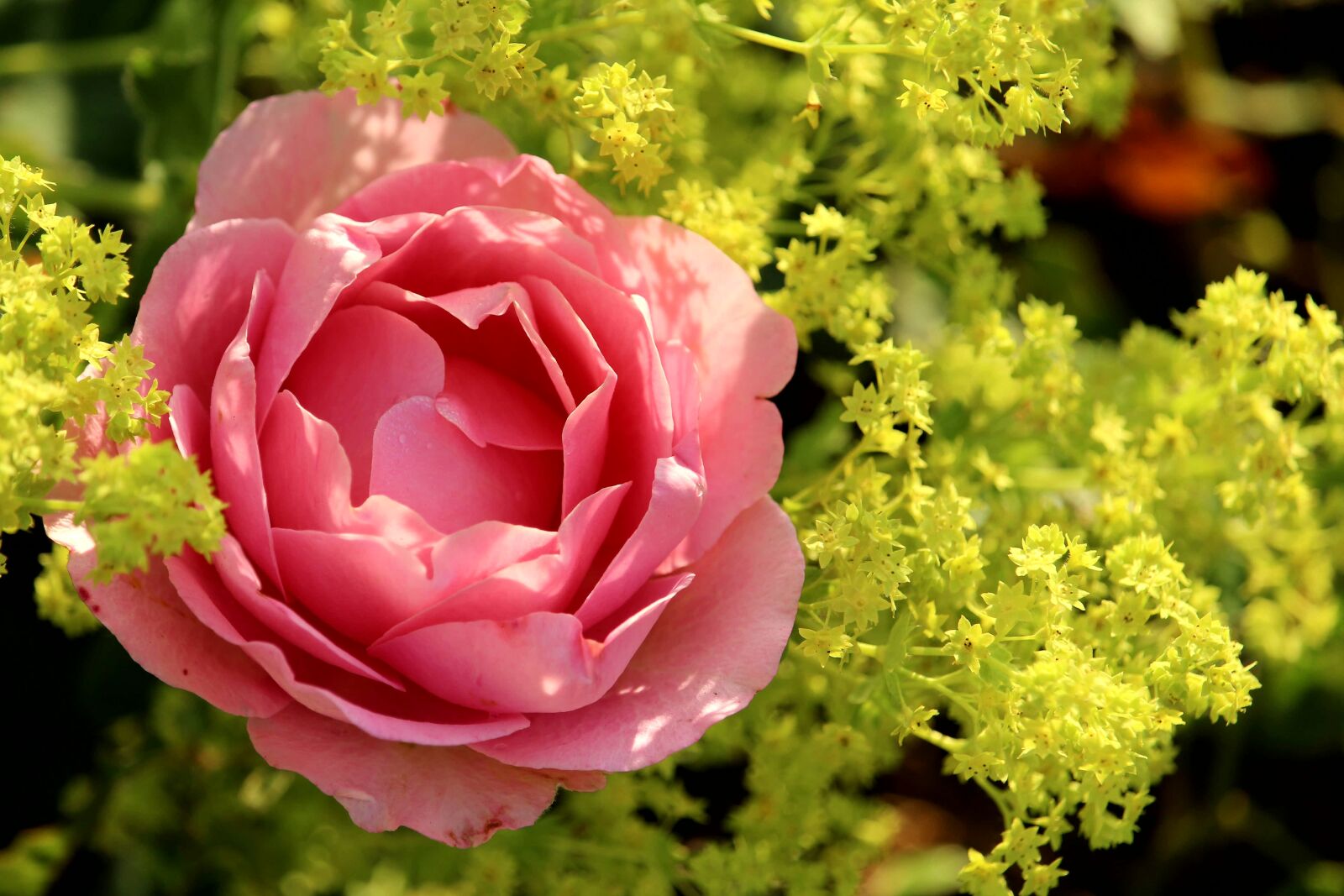 Canon EOS 1200D (EOS Rebel T5 / EOS Kiss X70 / EOS Hi) sample photo. Rose, pink, blossom photography