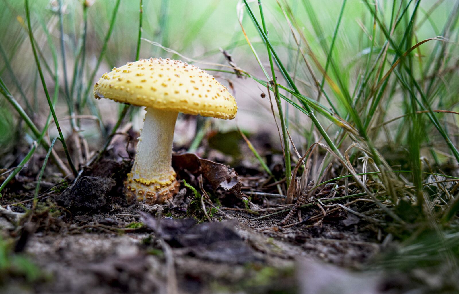 Nikon D5300 sample photo. Mushroom, yellow, mushrooms photography